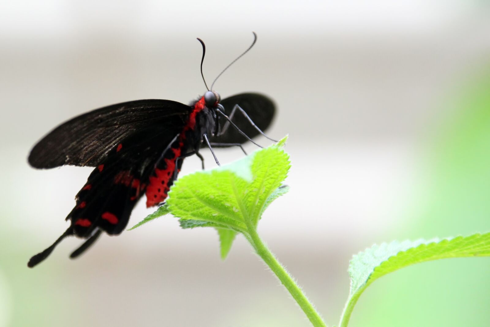 Canon EOS 700D (EOS Rebel T5i / EOS Kiss X7i) sample photo. Butterfly, flying, insect photography