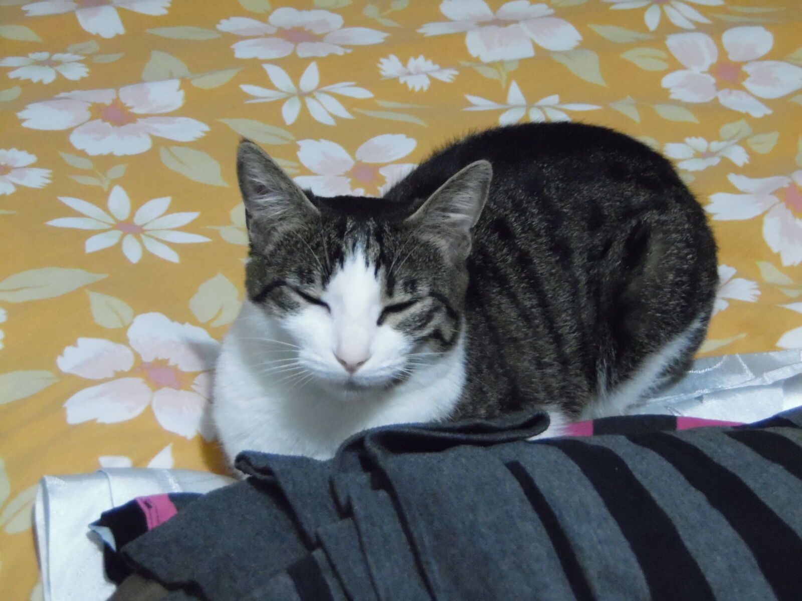 Samsung WB1100F/WB1101F/WB1102F sample photo