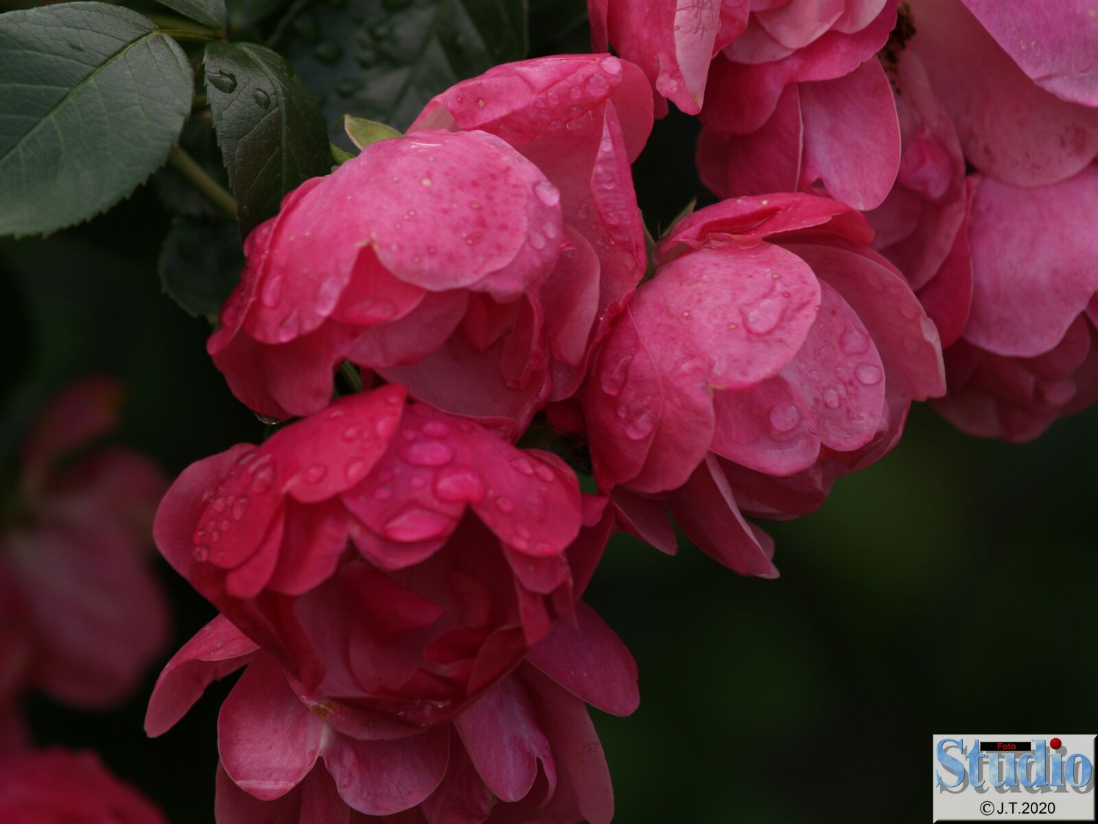 Olympus E-500 (EVOLT E-500) sample photo. Flowers, roses, summer photography