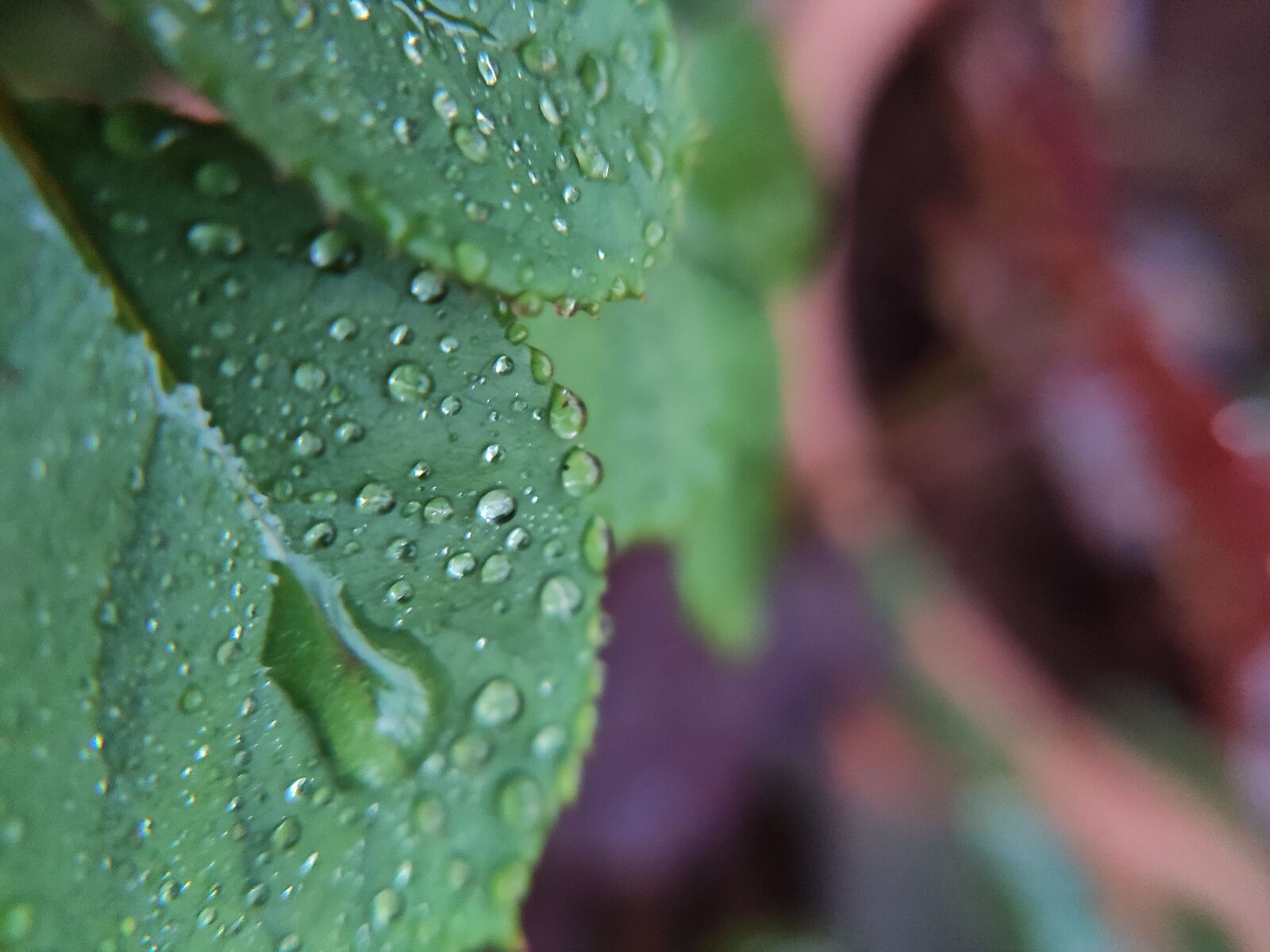 Xiaomi Redmi K20 Pro sample photo. Rose leaf, leaf, rain photography