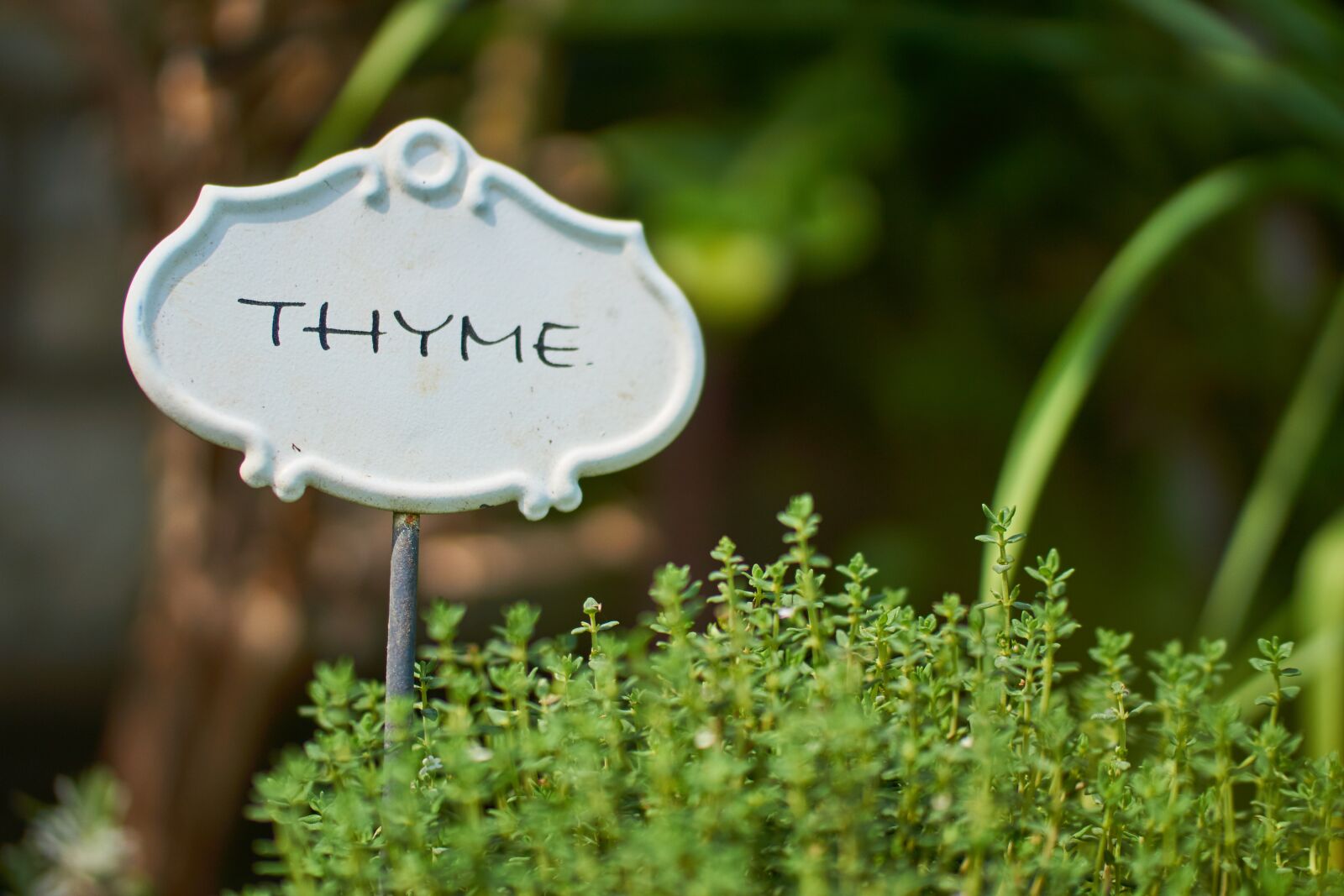 Sony SLT-A77 sample photo. Thyme, herbs, spice photography
