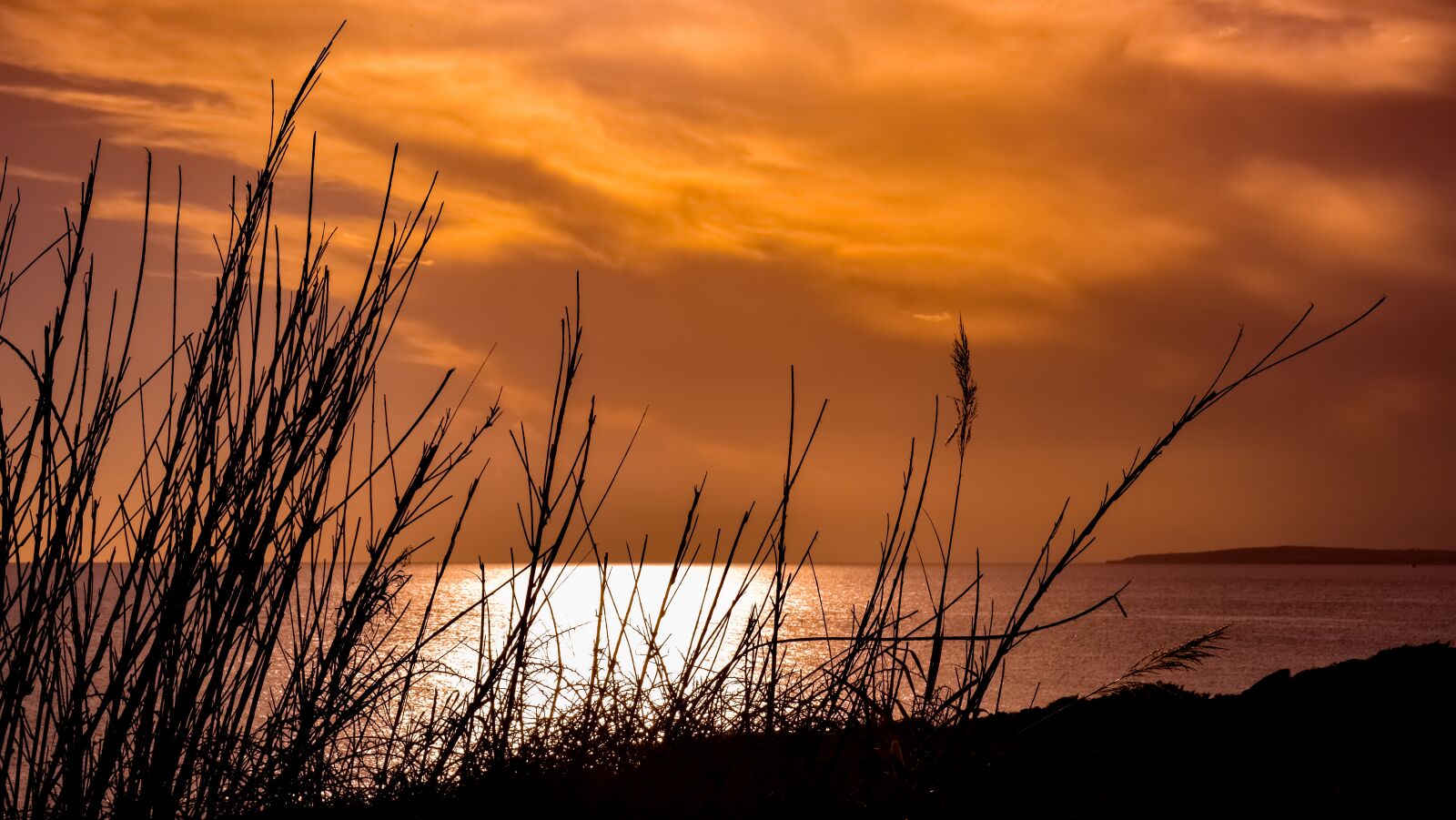 Nikon D3300 sample photo. Reeds, sunset, nature photography