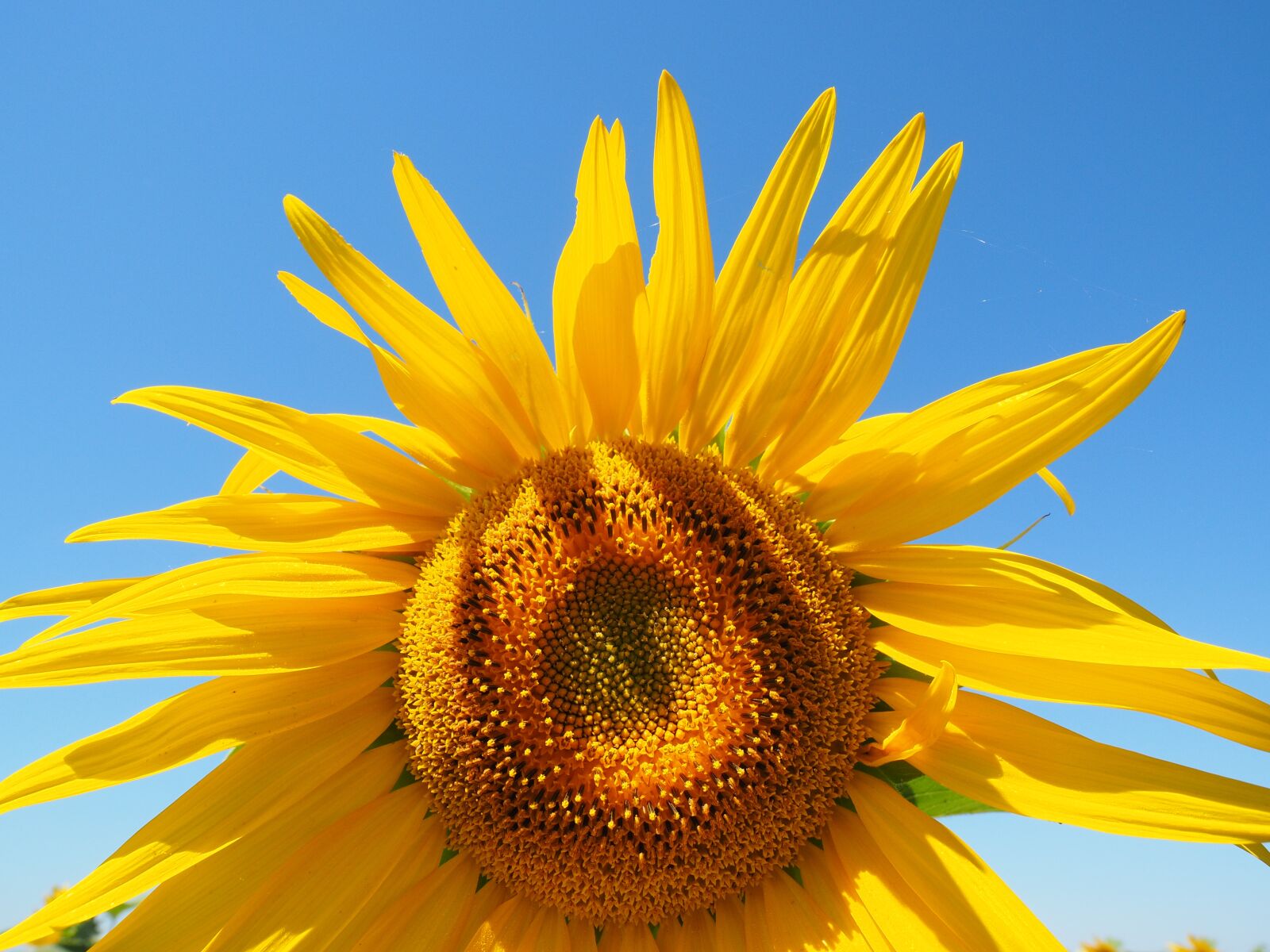 Olympus OM-D E-M1 + Olympus M.Zuiko Digital ED 12-40mm F2.8 Pro sample photo. Sunflower, flower, blossom photography