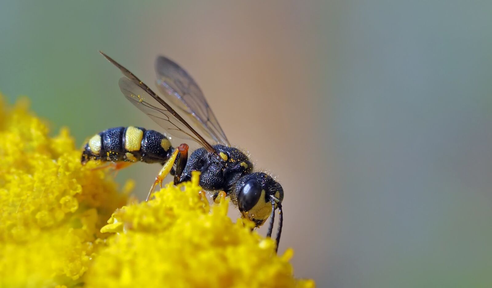 Olympus M.Zuiko Digital ED 60mm F2.8 Macro sample photo. Wasp, node wasp, wild photography