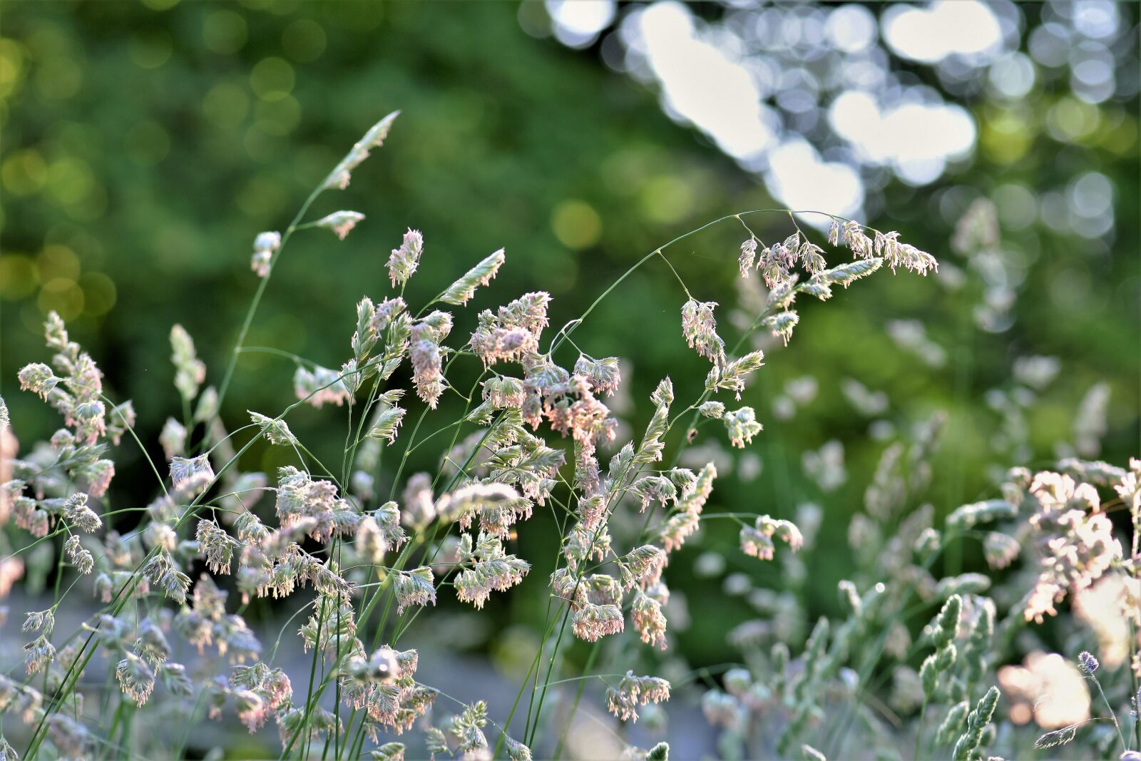 Nikon D5500 sample photo. Grass, meadow, green photography