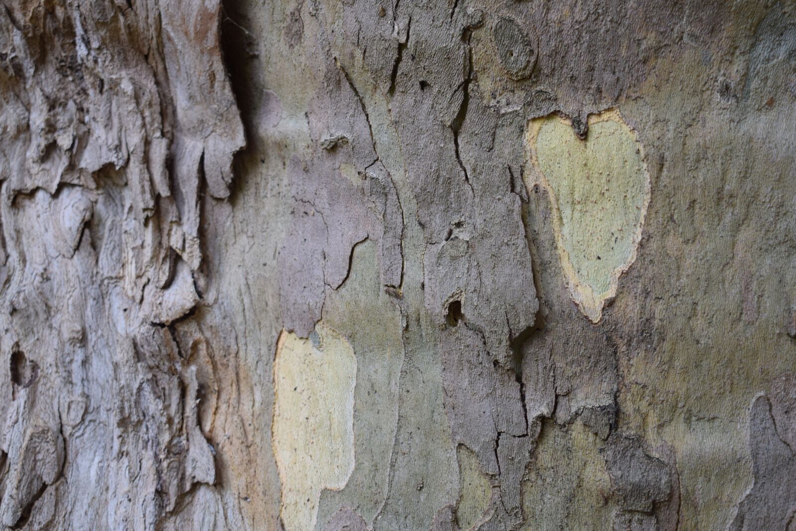 Nikon D3300 sample photo. Log, plane, nature photography