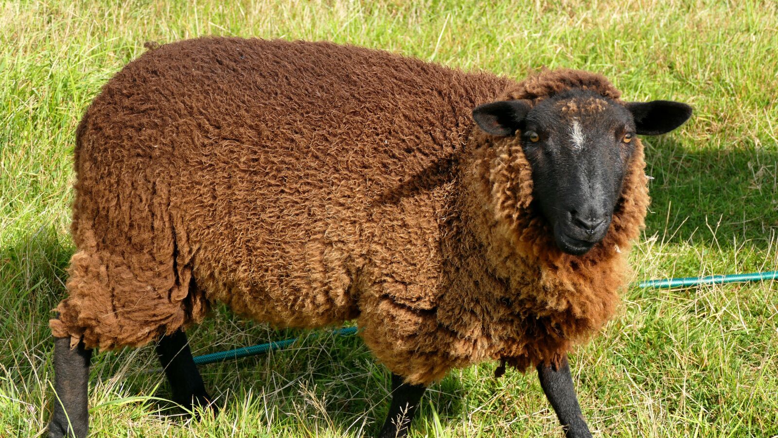 Panasonic Lumix DMC-FZ1000 sample photo. Sheep, brittany, ouessant photography