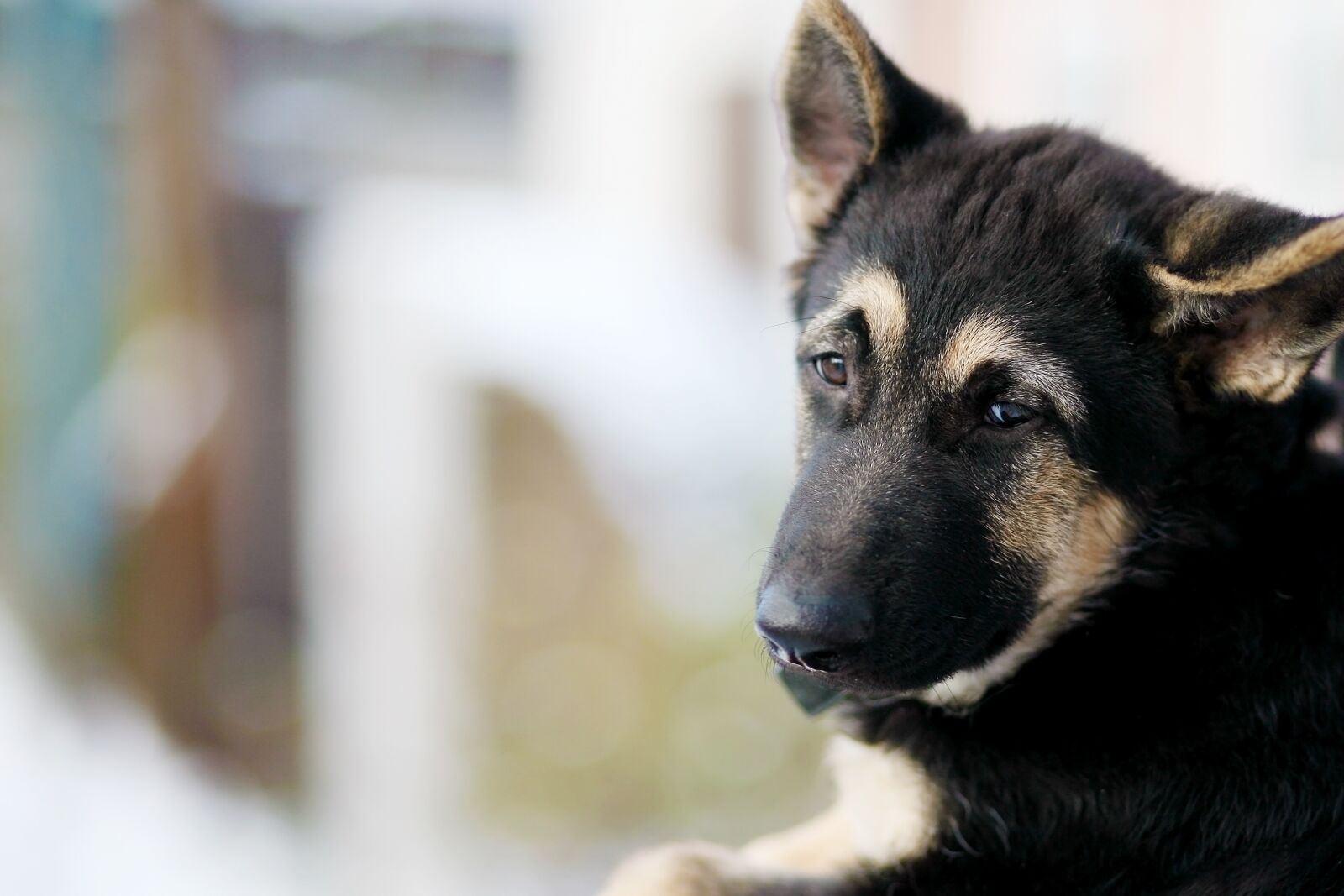 Canon EOS 5D sample photo. Dog, shepherd, sorrow photography