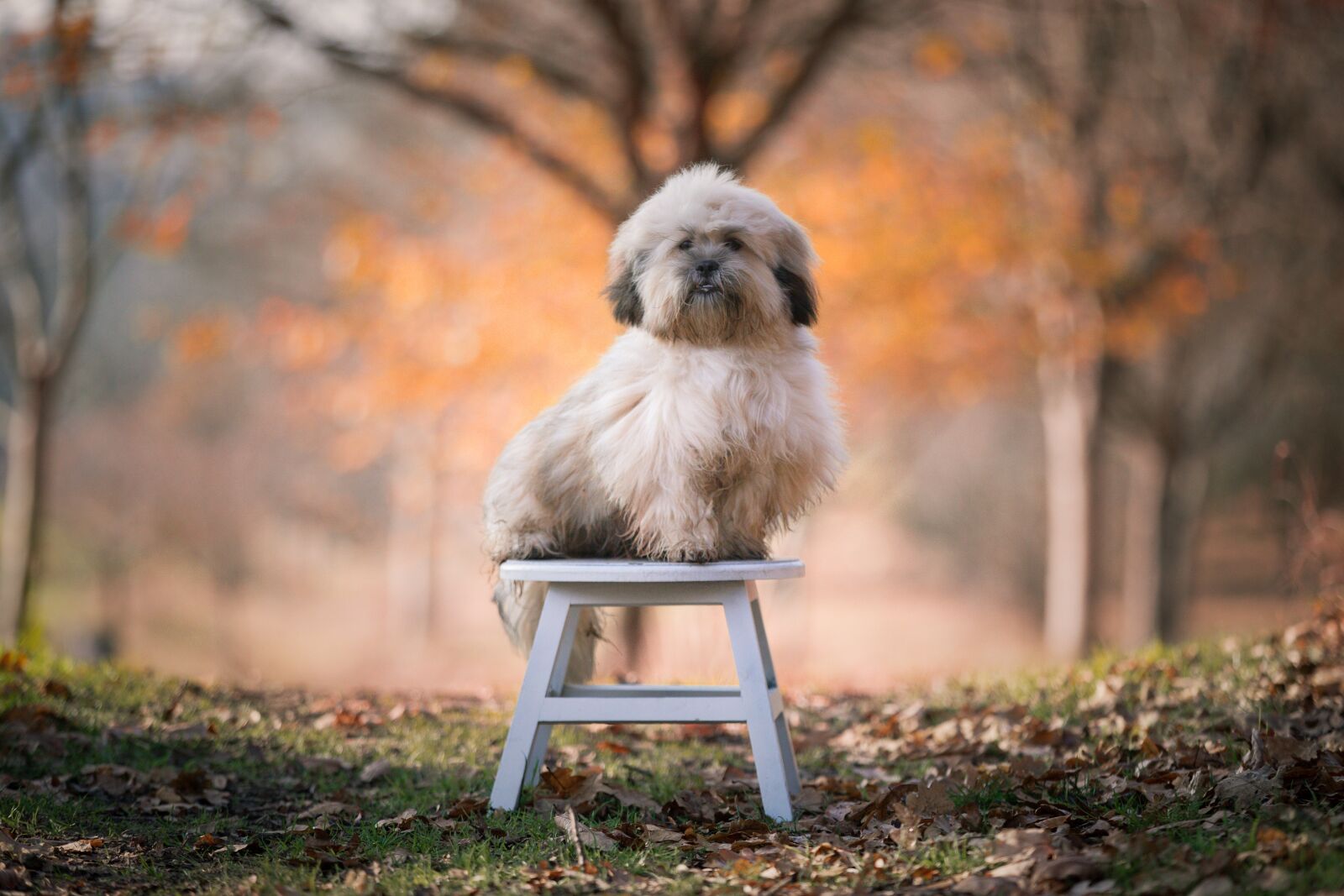 Canon EOS 5D Mark IV sample photo. Dog, pets, pet photography