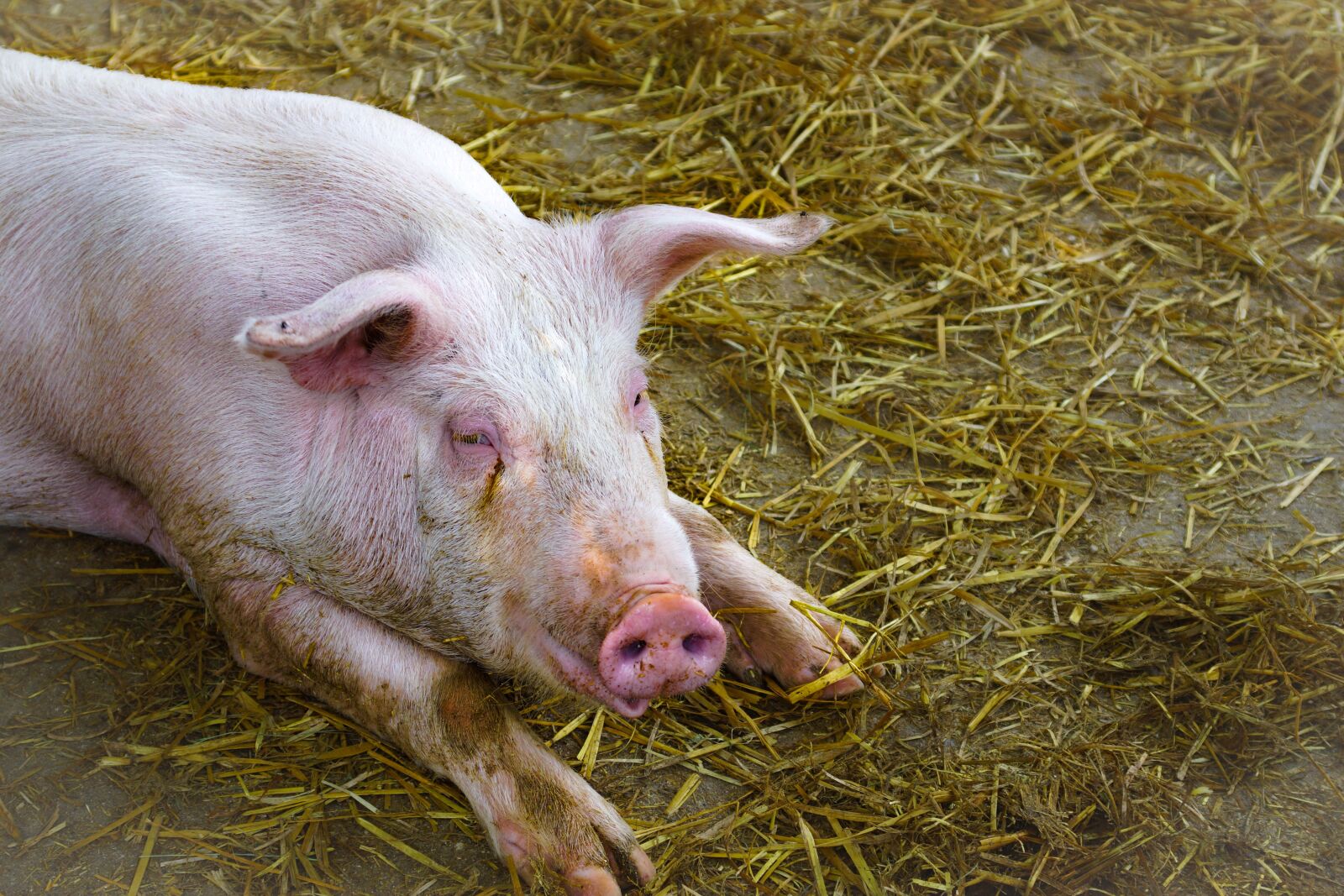 Sony SLT-A77 sample photo. Pig, straw, pink photography