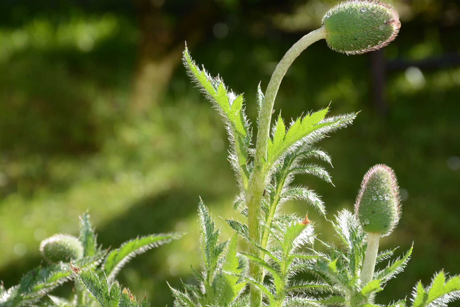 Nikon D7100 sample photo. Poppy, green, red weed photography