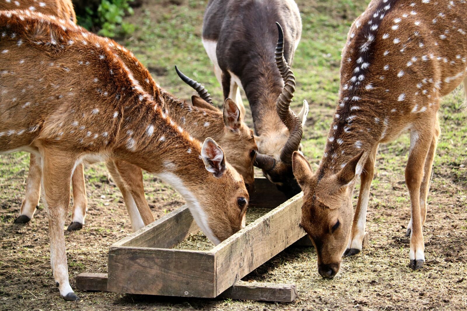 Canon EOS 750D (EOS Rebel T6i / EOS Kiss X8i) sample photo. Mammal, animal, animal world photography