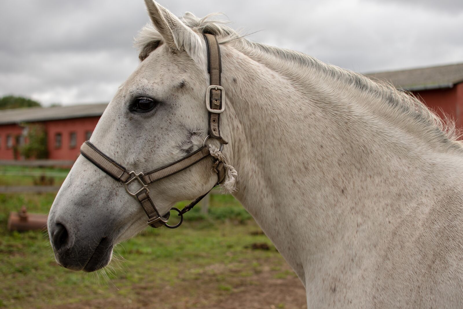 Nikon D3300 sample photo. Horse, reiter, portrait photography