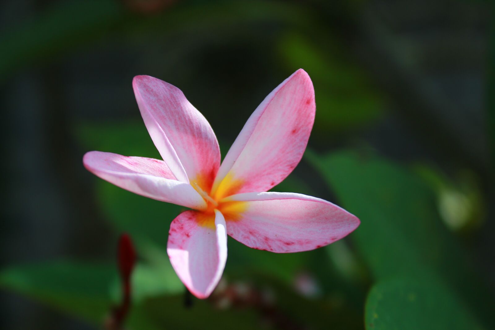 Canon EOS 1300D (EOS Rebel T6 / EOS Kiss X80) sample photo. Flowers, pink, colorful photography