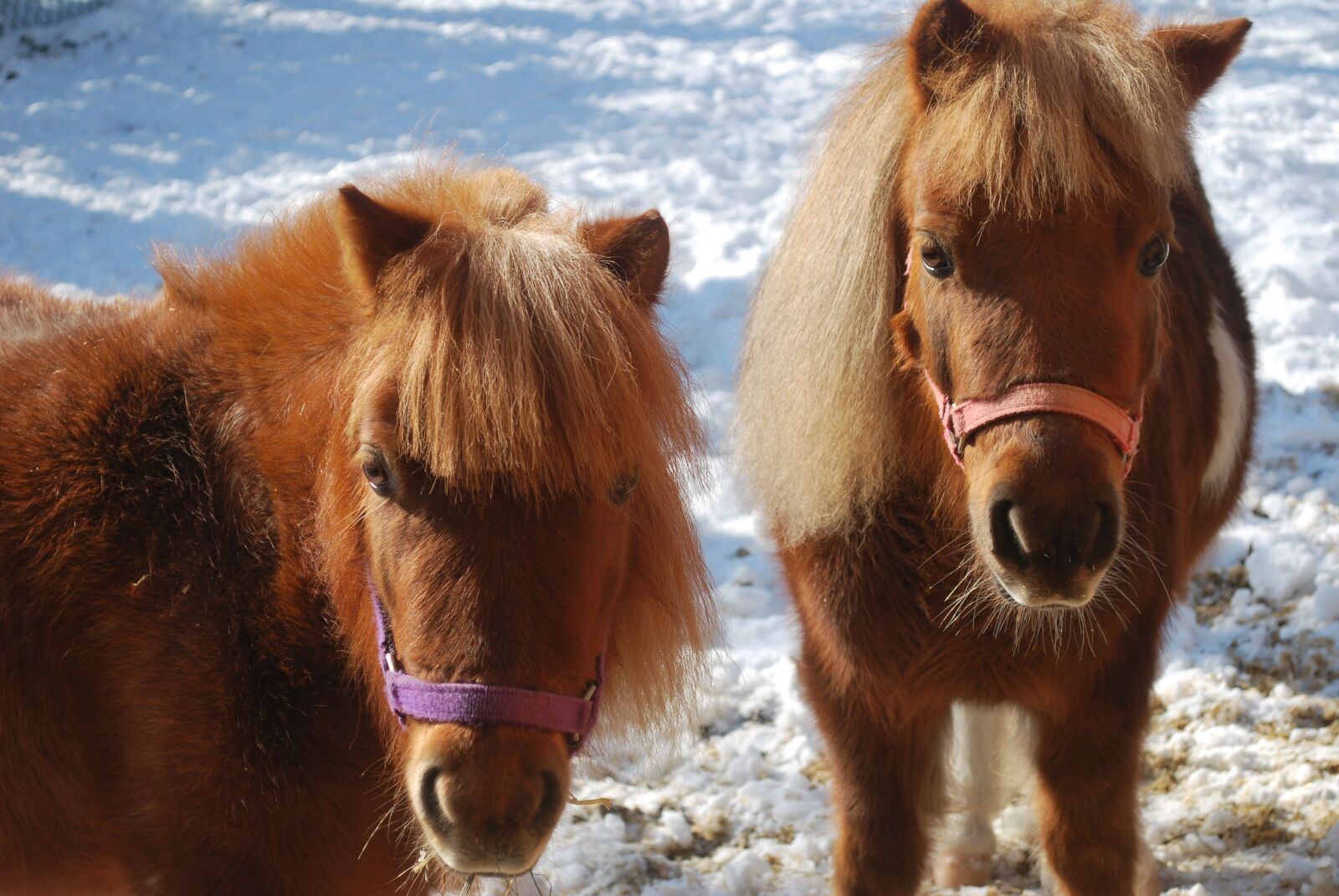 Nikon D60 sample photo. Mini horses, horse, animal photography