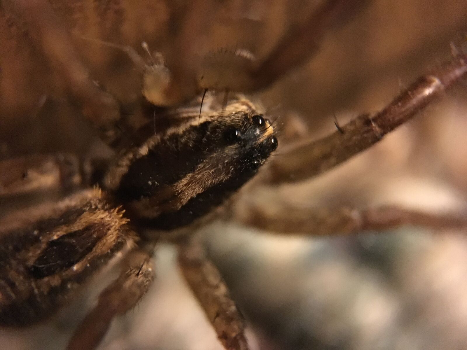 Apple iPhone 6s sample photo. Spider, wolf spider, arachnid photography