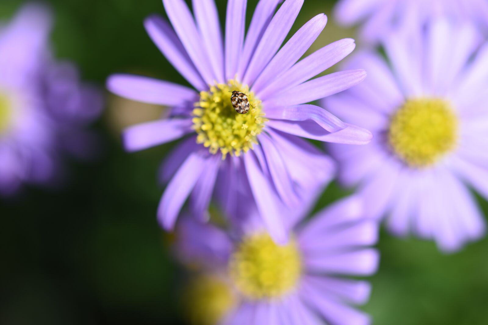 Nikon D7200 sample photo. Nature, flower, flora photography