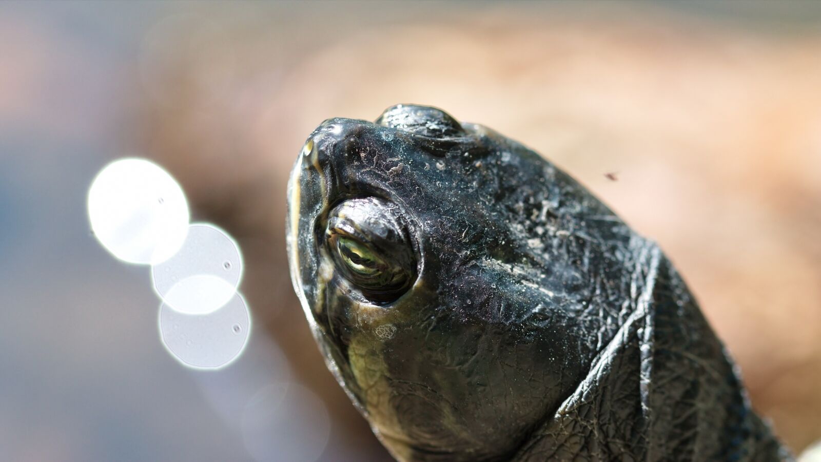 Nikon D5300 sample photo. Head, eye, turtle photography