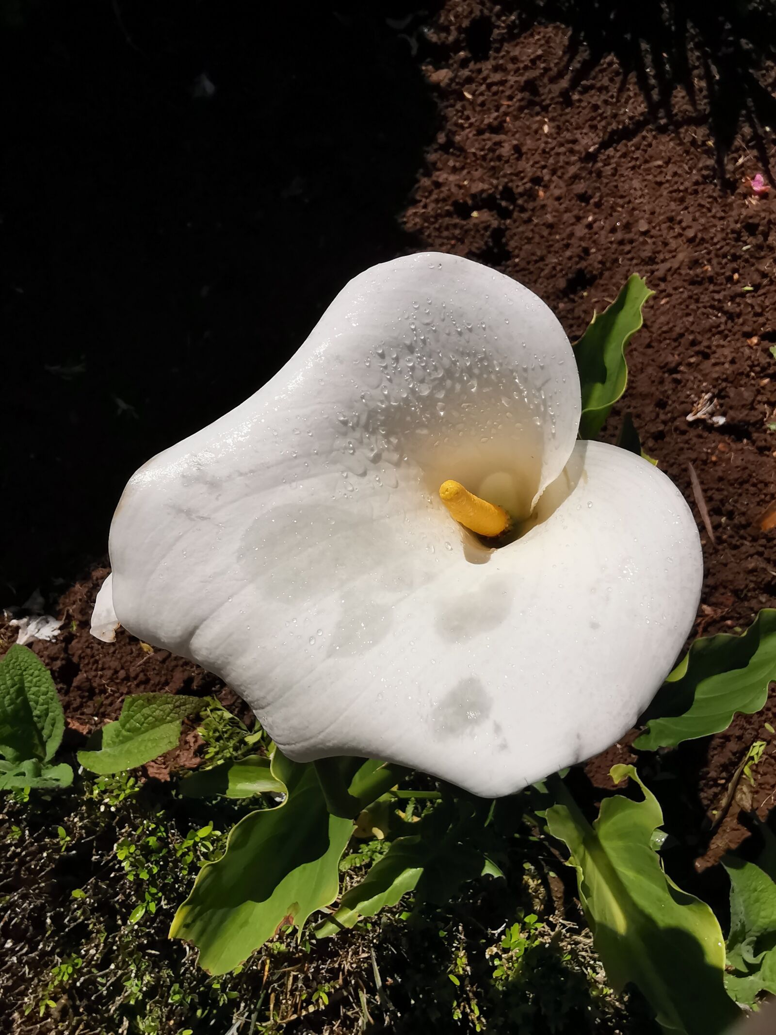 HUAWEI LYA-L29 sample photo. Flower, white, blossom photography