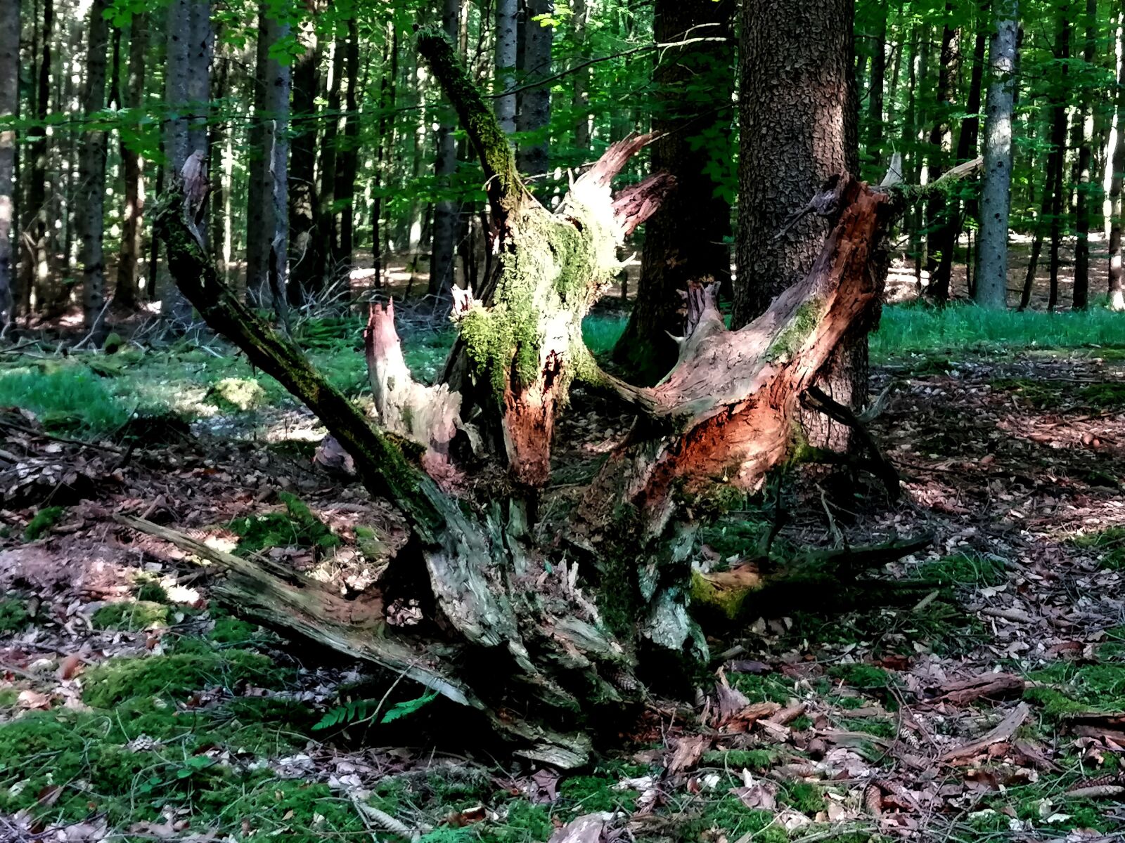 HUAWEI P30 LITE sample photo. Forest, root, spooky photography