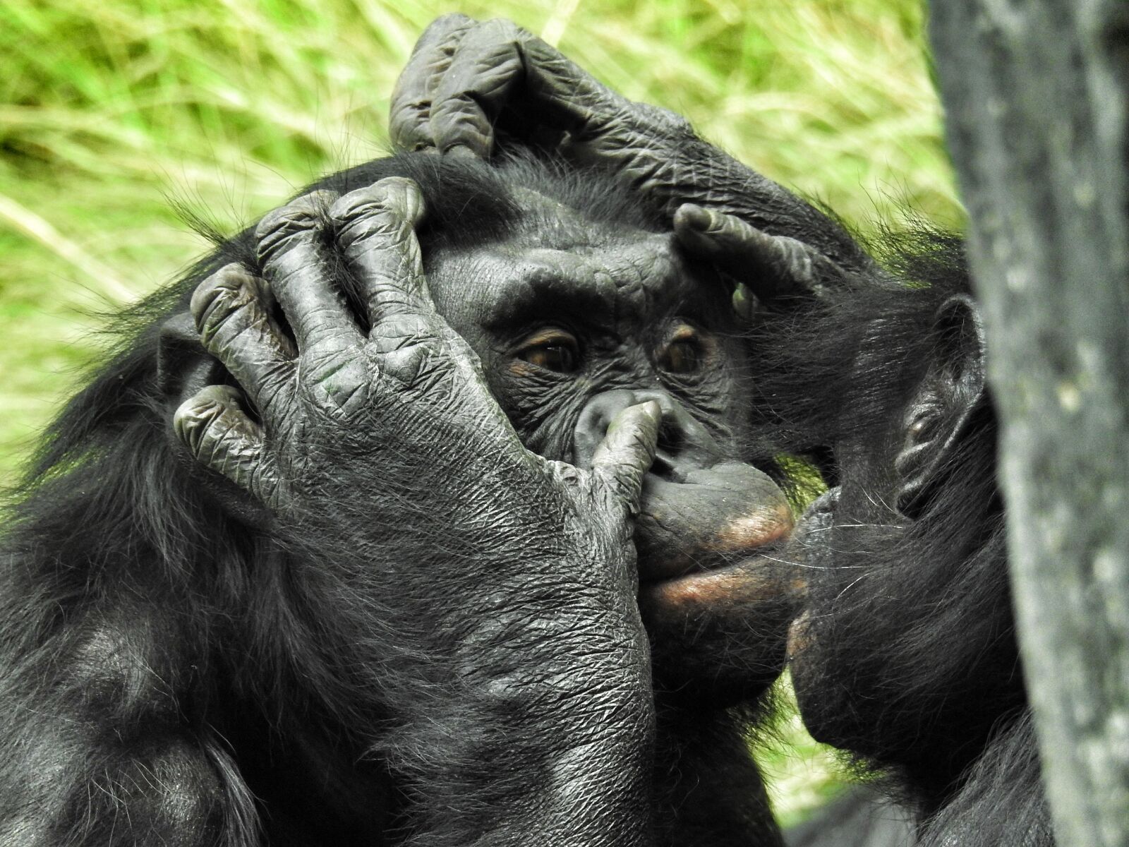 Nikon Coolpix P900 sample photo. Bonobo, san diego zoo photography