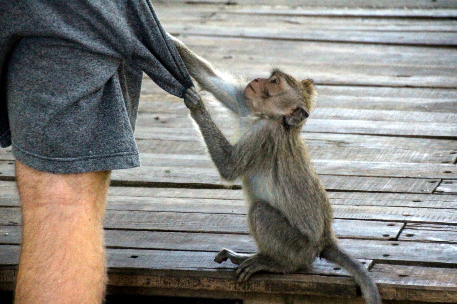 Canon EOS 700D (EOS Rebel T5i / EOS Kiss X7i) sample photo. Monkey, primate, bali photography