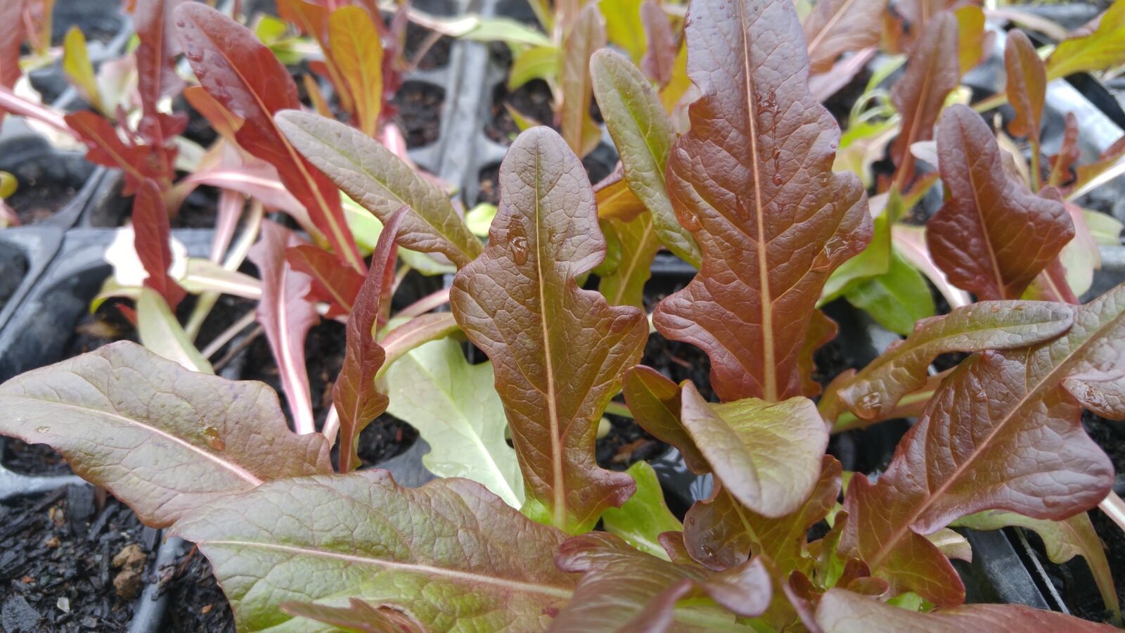 LG G4 sample photo. Bronze arrow, lettuce, leafy photography