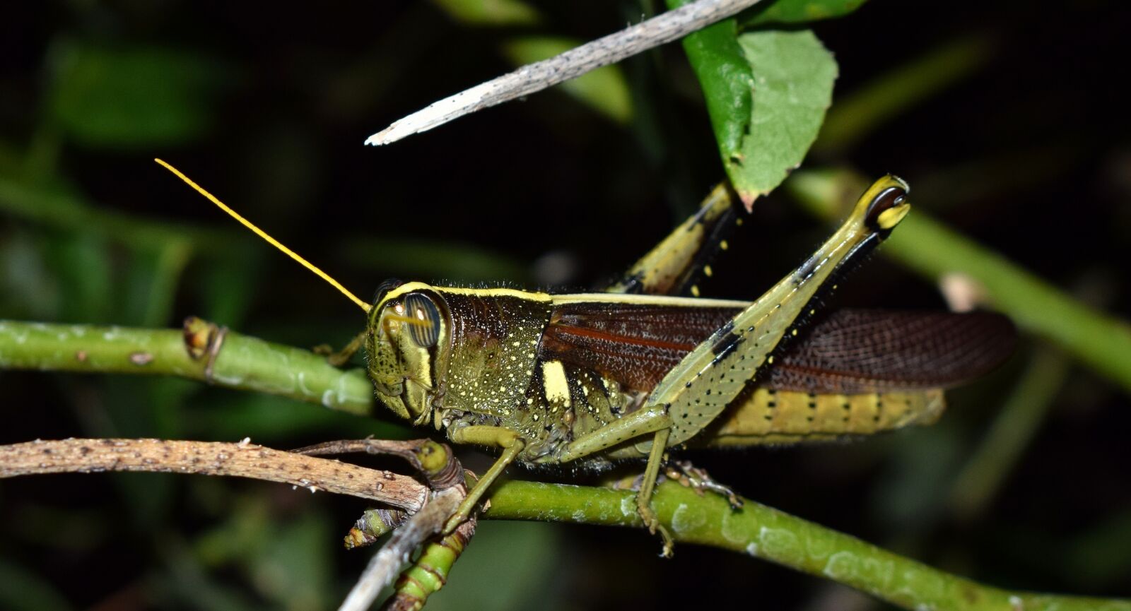 Nikon D5300 sample photo. Grasshopper, spotted bird grasshopper photography