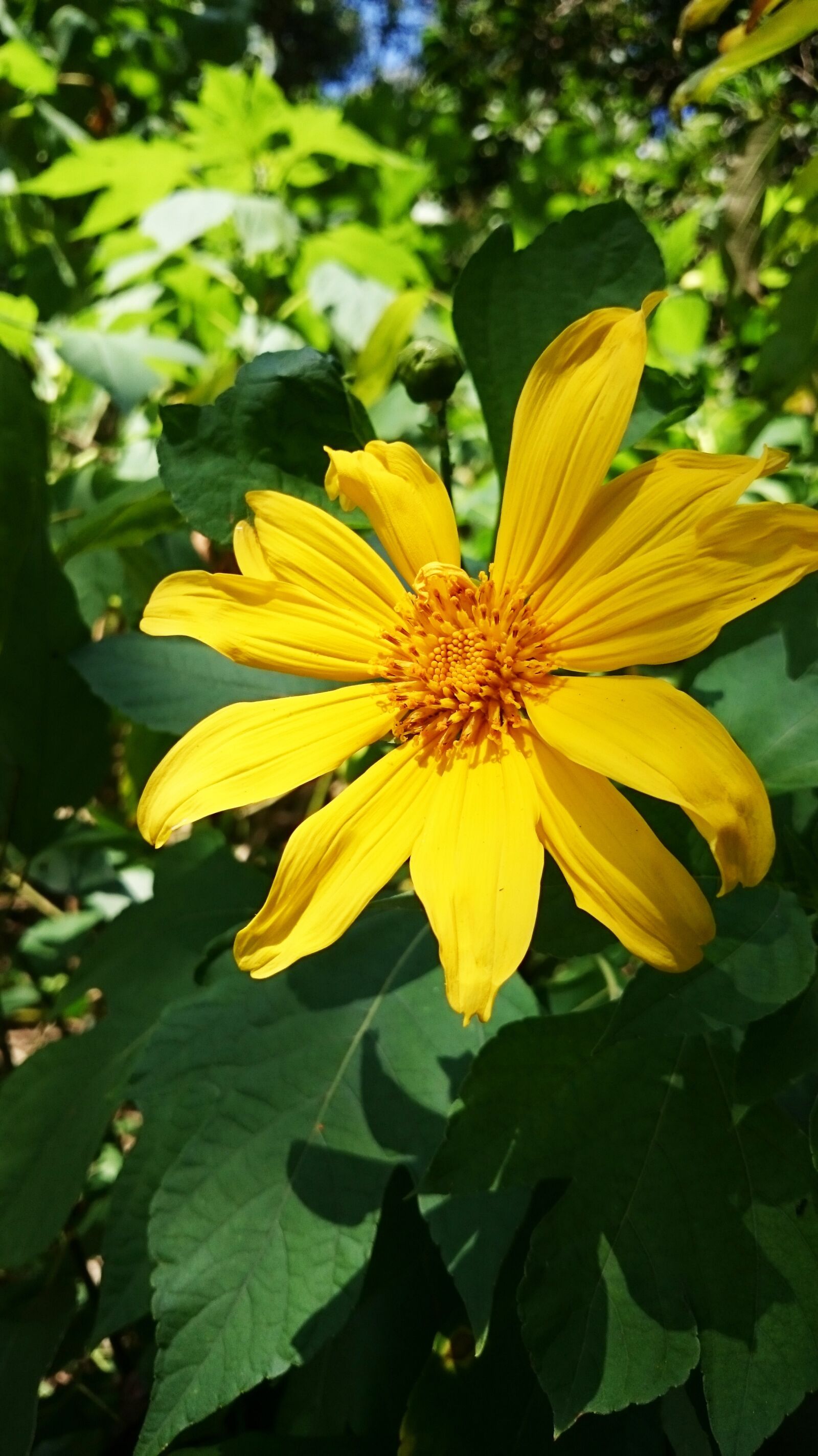 Sony Xperia Z2 sample photo. Flower, yellow flower, nature photography