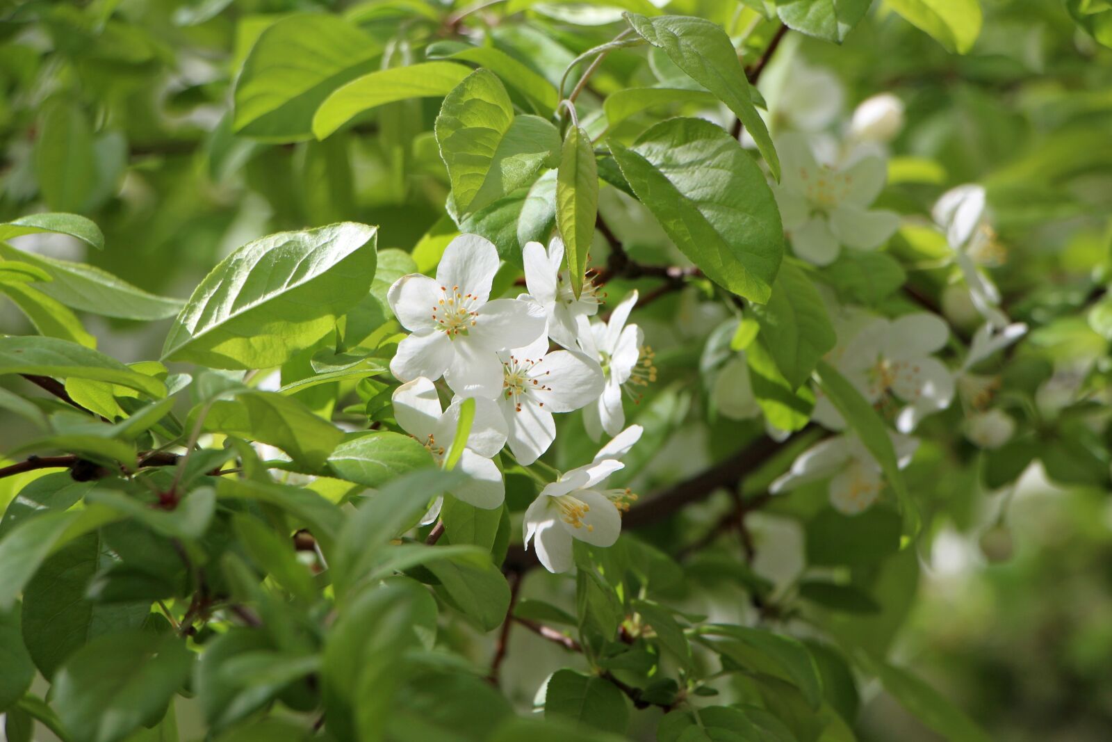Canon EOS 650D (EOS Rebel T4i / EOS Kiss X6i) sample photo. Wood, flowers, spring photography