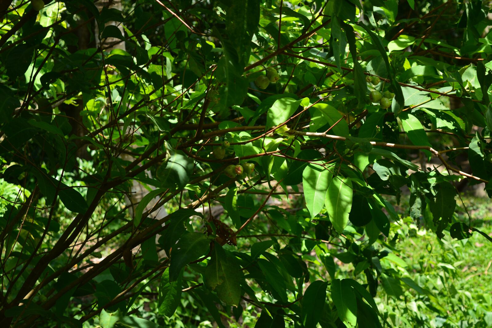 Nikon D5200 sample photo. Tree, nature, green photography