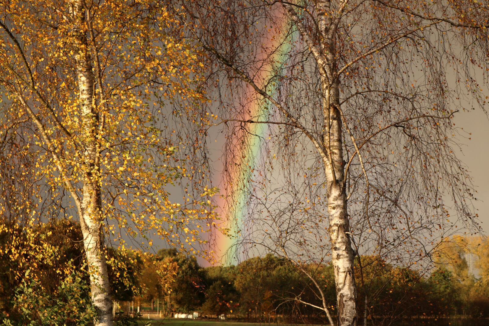 Canon EOS 750D (EOS Rebel T6i / EOS Kiss X8i) sample photo. Rainbow, trees photography