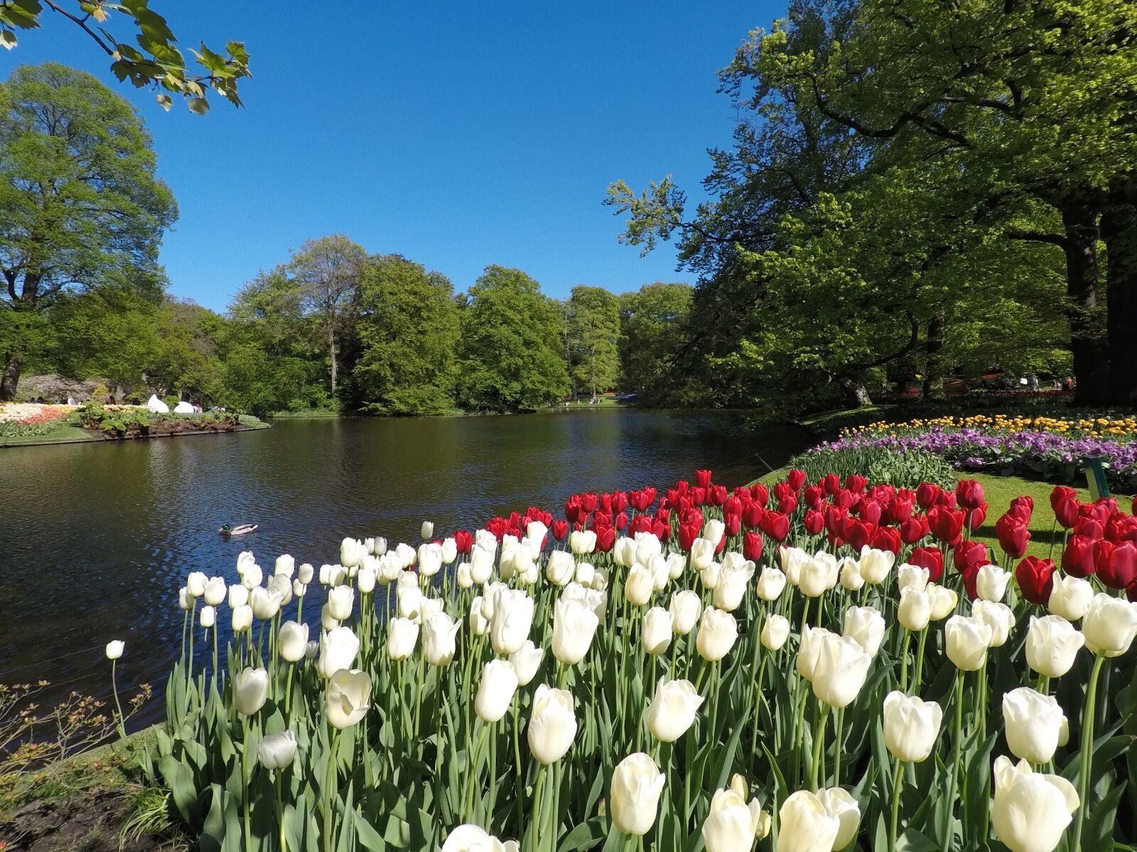 GoPro Hero5 Black sample photo. Netherlands, tulips, holland photography