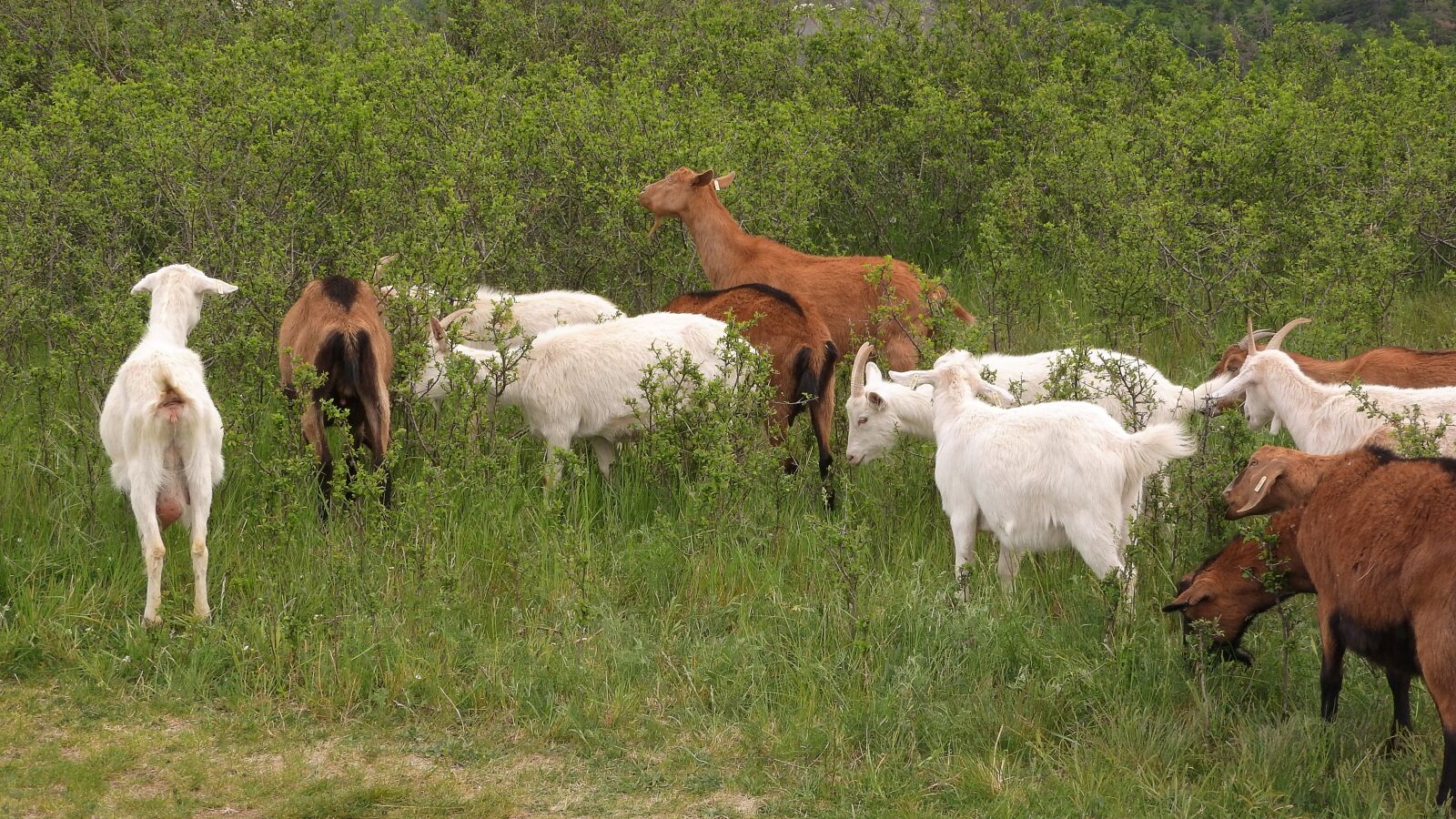 Nikon Coolpix P610 sample photo. Goats, white goat, feast photography