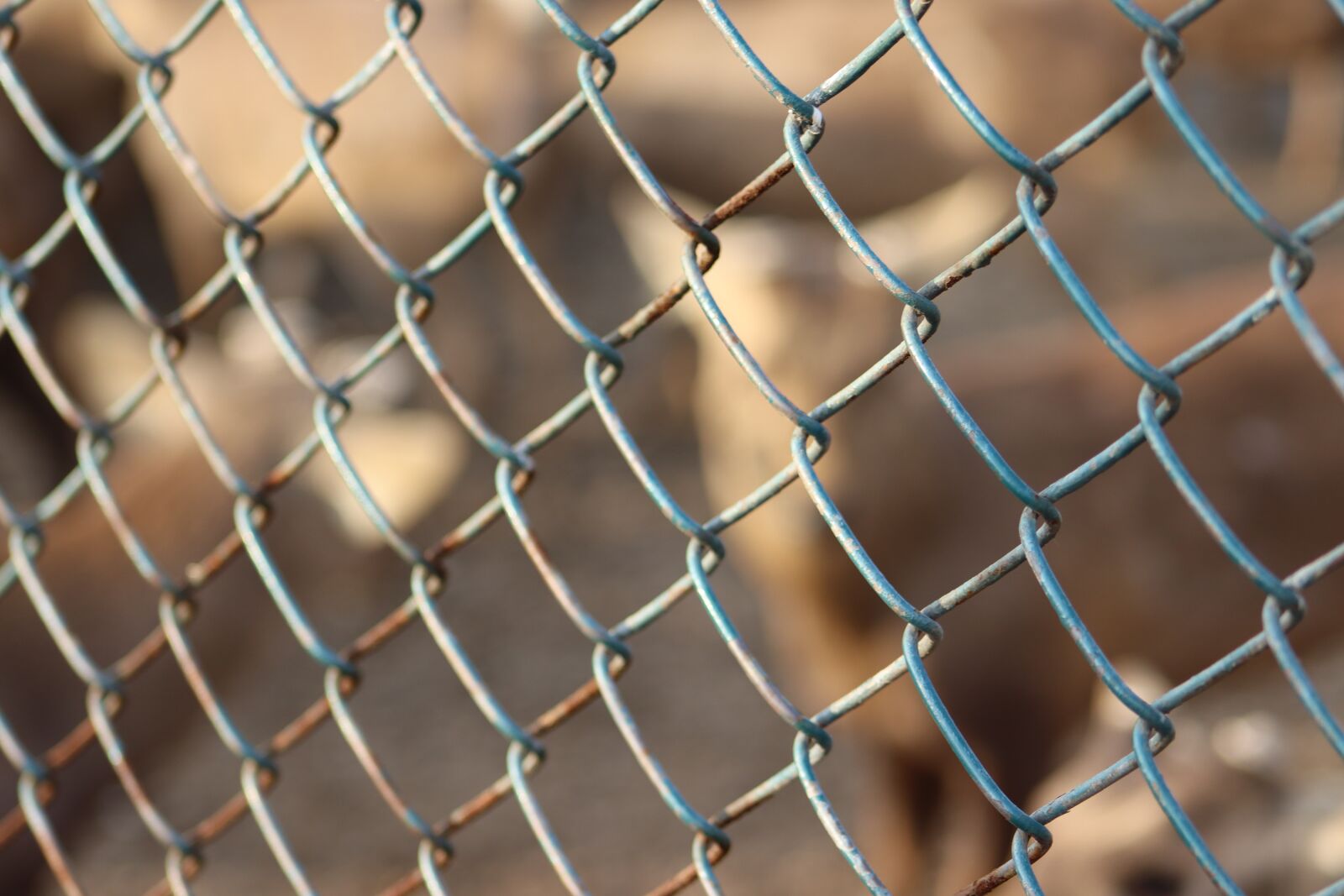 Canon EOS 250D (EOS Rebel SL3 / EOS Kiss X10 / EOS 200D II) sample photo. Cage, cage animals, animal photography