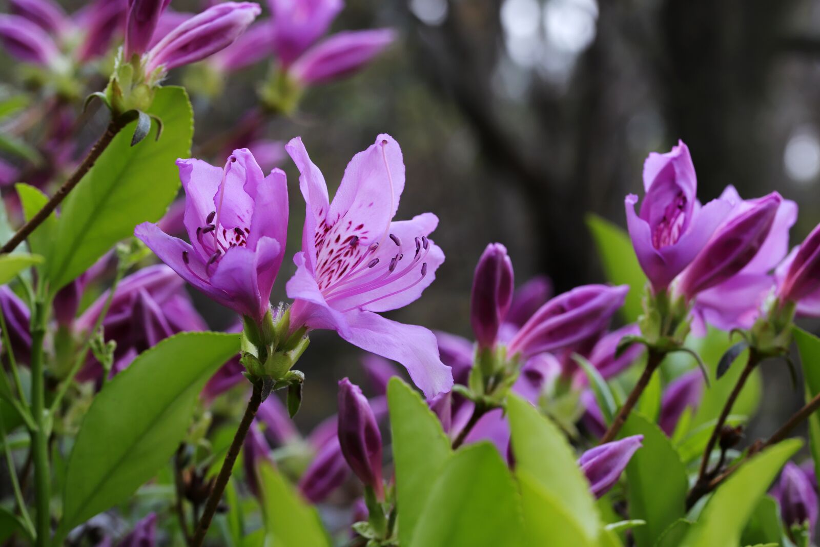 Canon EOS 6D Mark II sample photo. Azalea, spring, spring flowers photography