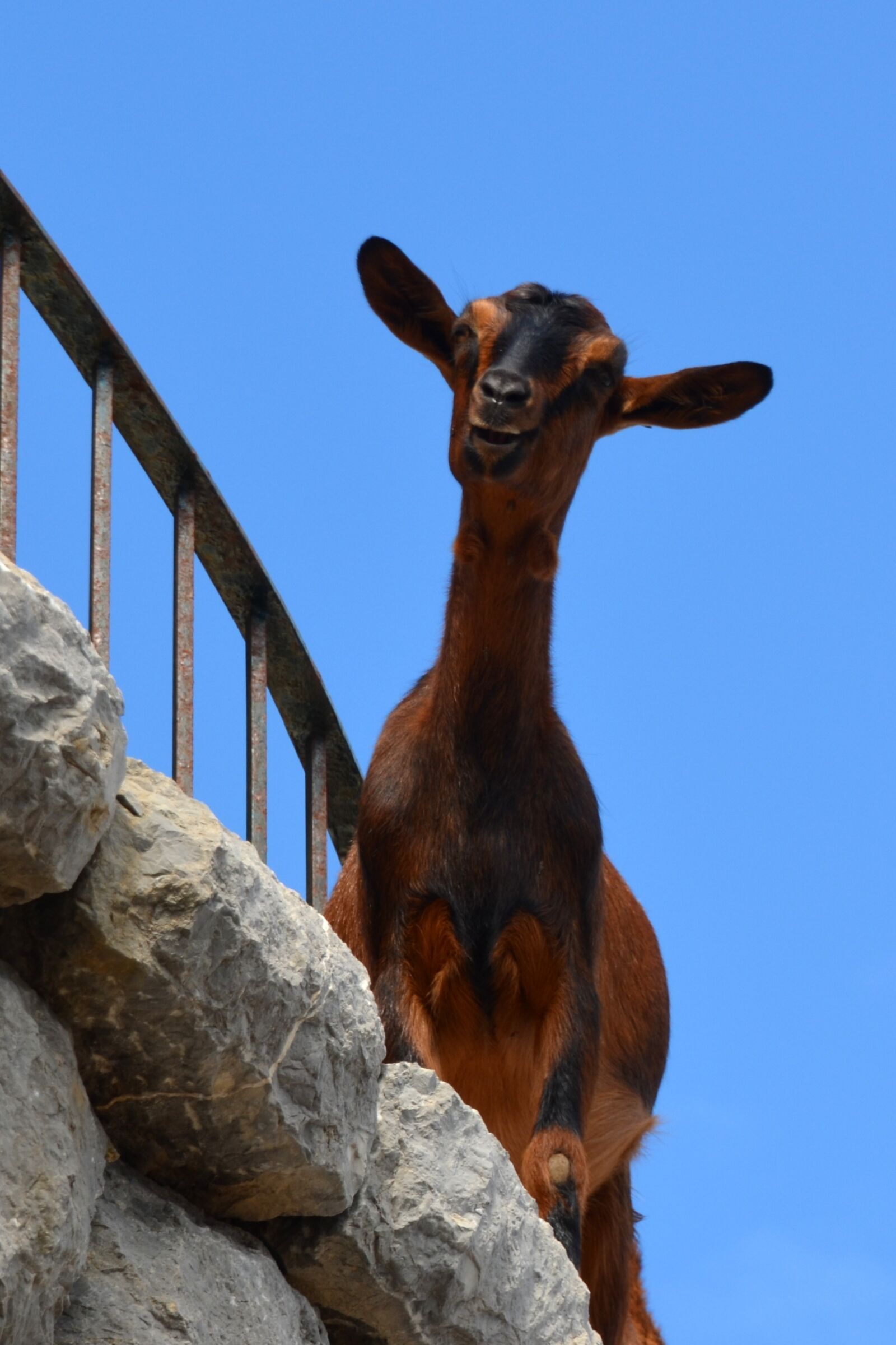 Nikon D5100 sample photo. Goat, climb, livestock photography