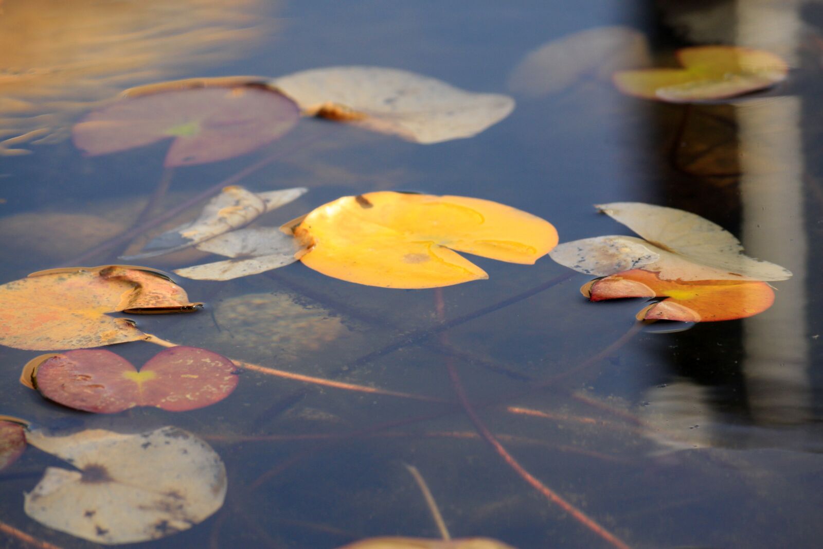 Canon EOS 50D sample photo. Lotus, lotus leaf, autumn photography