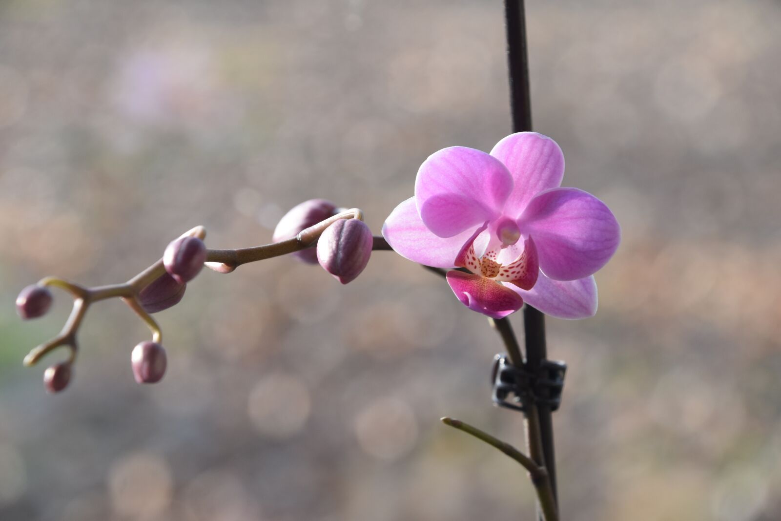Nikon D5600 sample photo. Flower, nature, plant photography