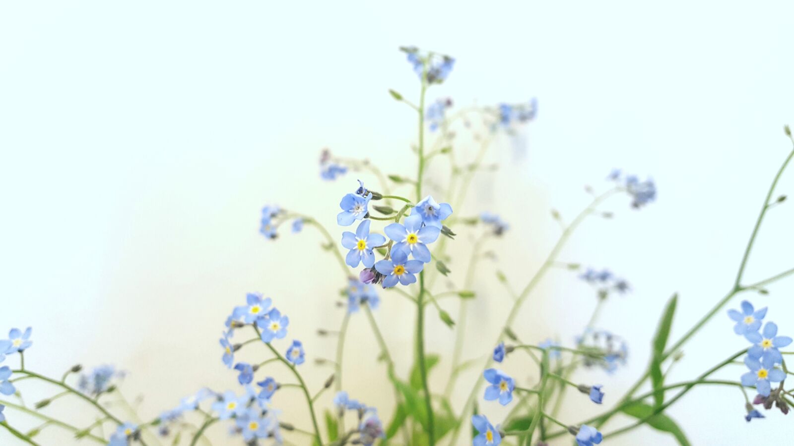 Samsung Galaxy S6 sample photo. Summer, flowers, nature photography
