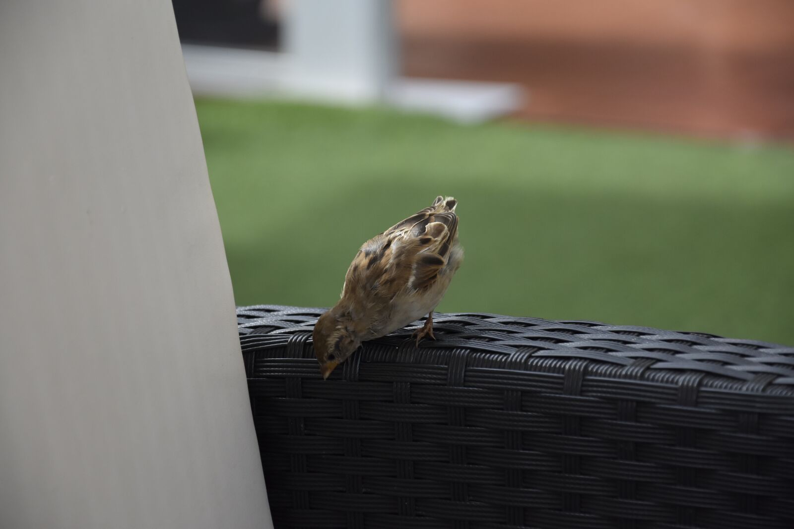 Nikon D3400 sample photo. Bird, terrace benidorm, beach photography