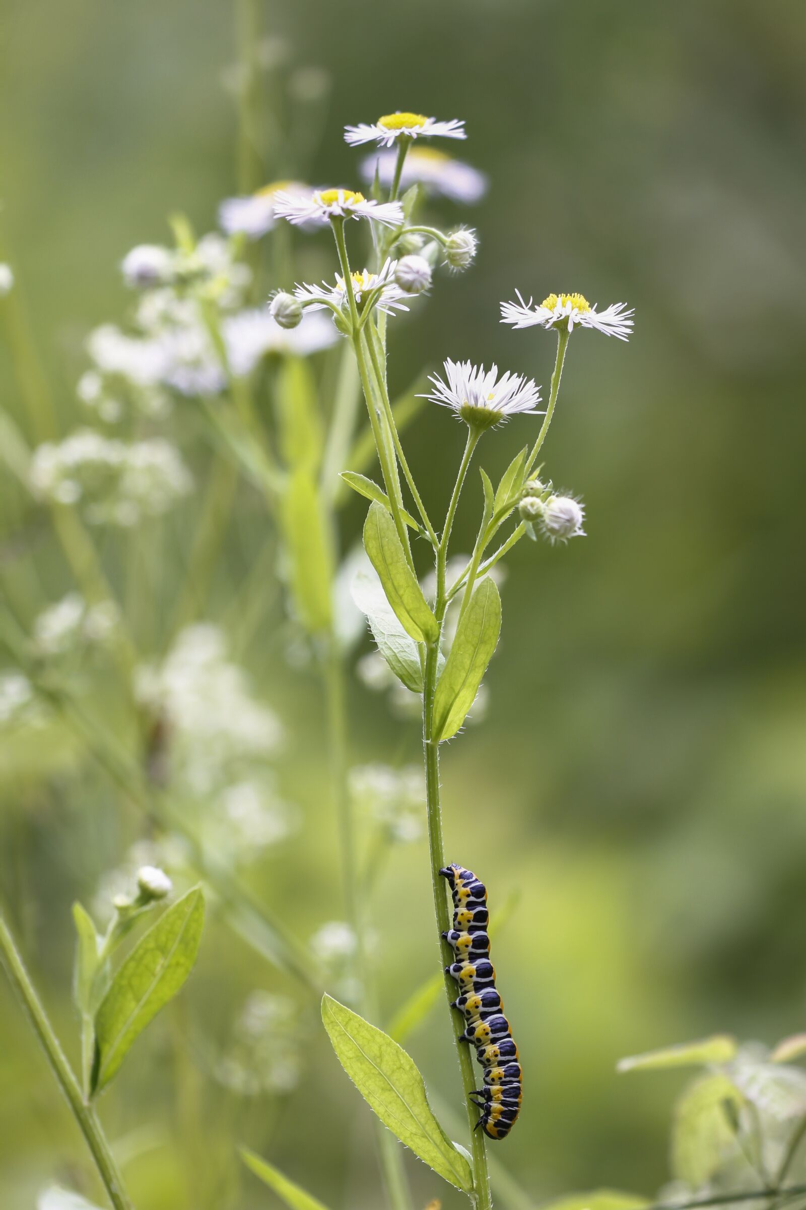 Canon EOS 7D sample photo. Caterpillar, cos-monk, cucullia lactucae photography