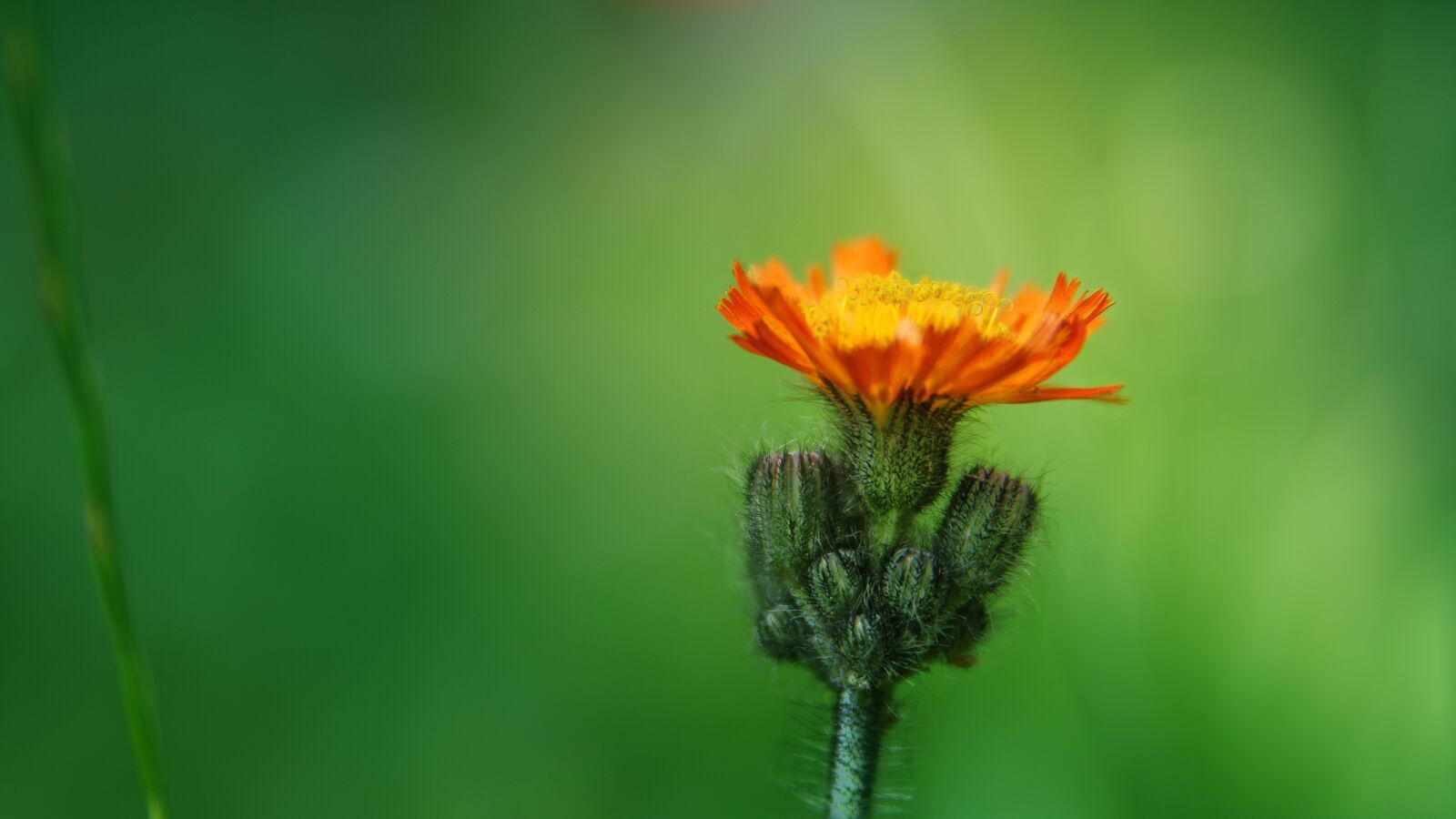 Sony Alpha a5000 (ILCE 5000) + Sony DT 50mm F1.8 SAM sample photo. Flower, green, meadow photography
