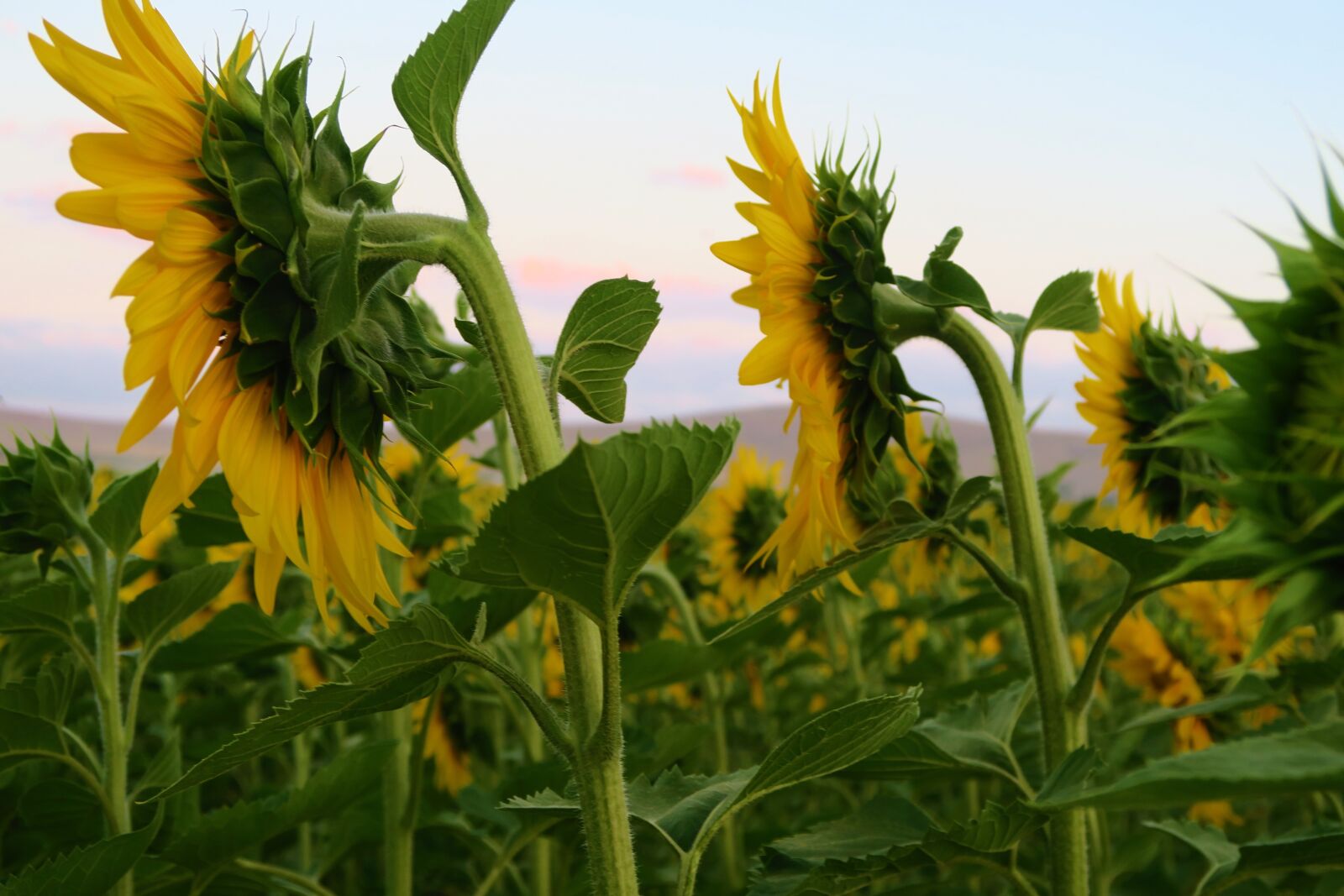 Canon PowerShot G7 X sample photo. Sunflower, plant, flower photography
