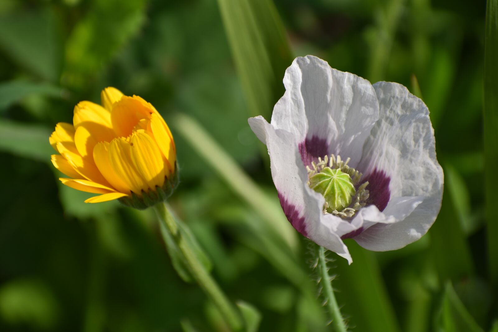 Nikon D3400 sample photo. Calendula, mack, flowers photography