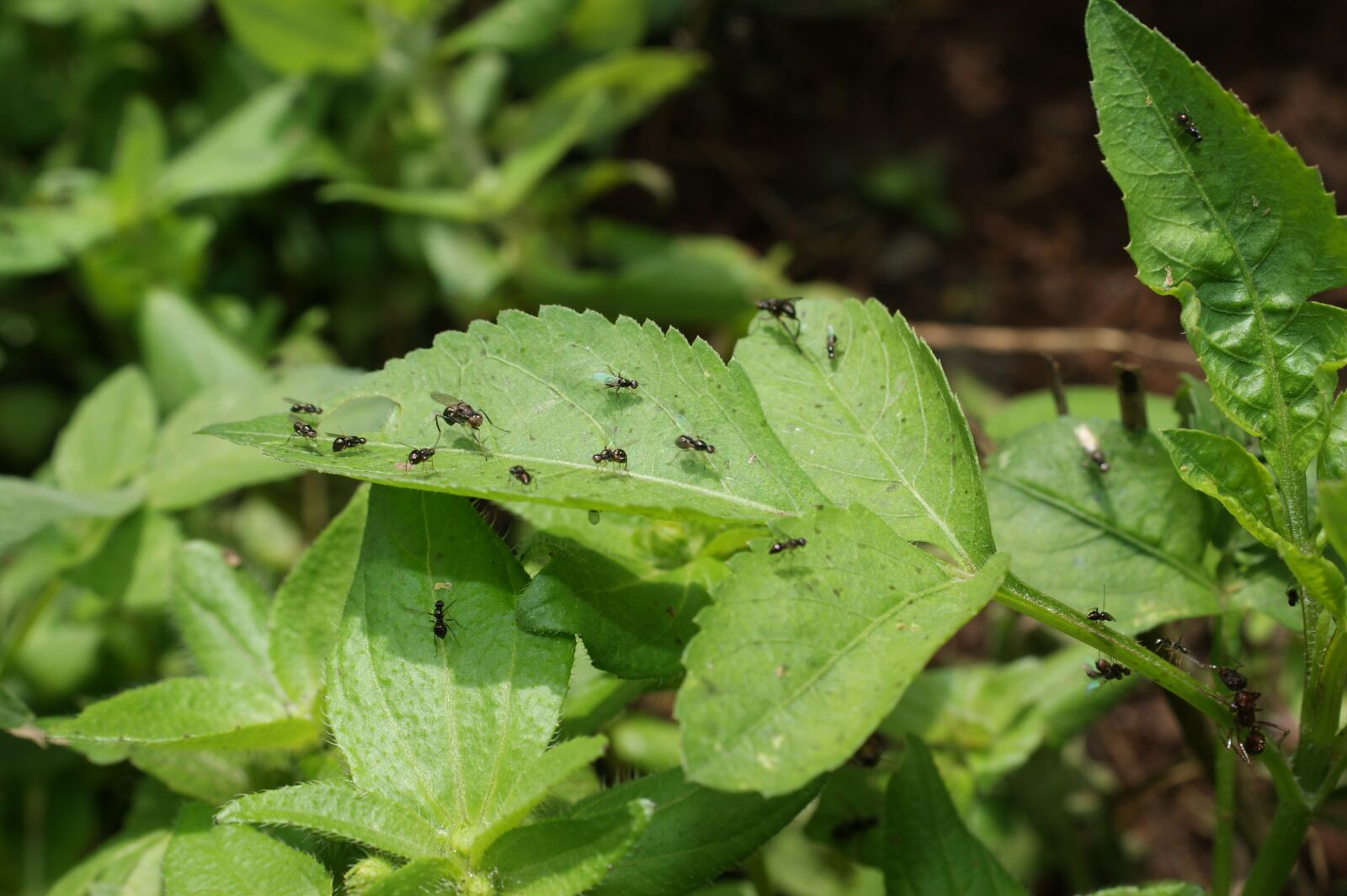 Sony Alpha DSLR-A390 sample photo. Nature, finlandia, quindio photography