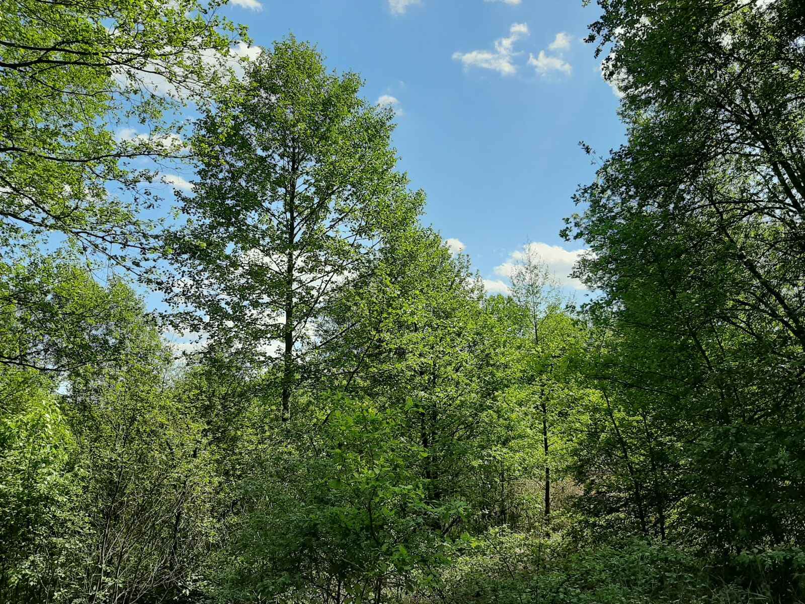 Samsung Galaxy A50 sample photo. Forest, shrubbery, tree photography