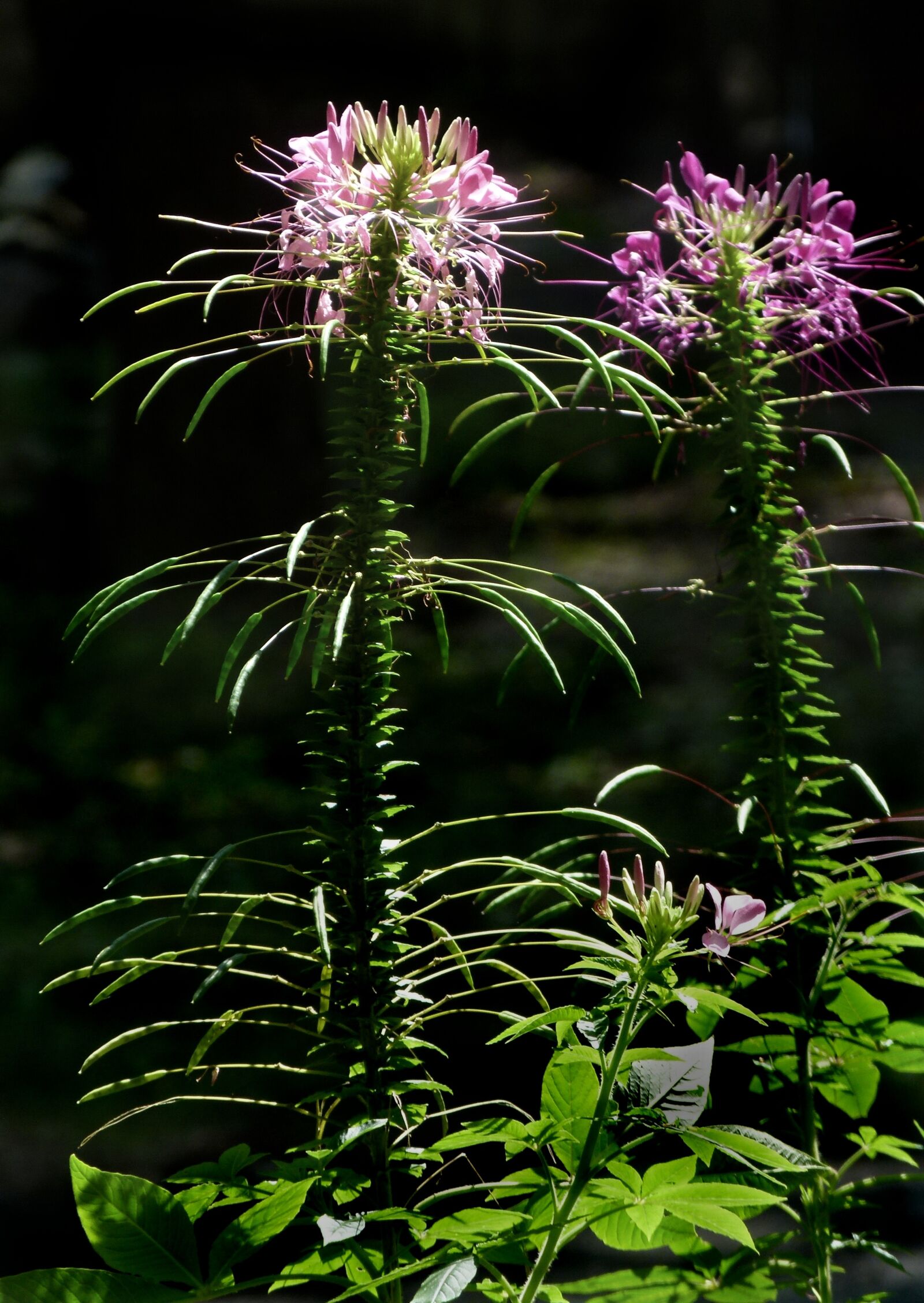 Panasonic Lumix DMC-FZ100 sample photo. Cleome, flower, flora photography