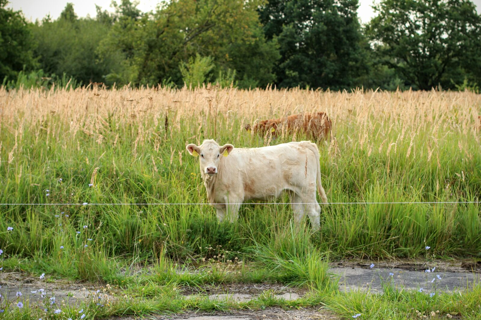 Canon EOS 600D (Rebel EOS T3i / EOS Kiss X5) + Canon EF 50mm F1.4 USM sample photo. Cow, brown, milk photography