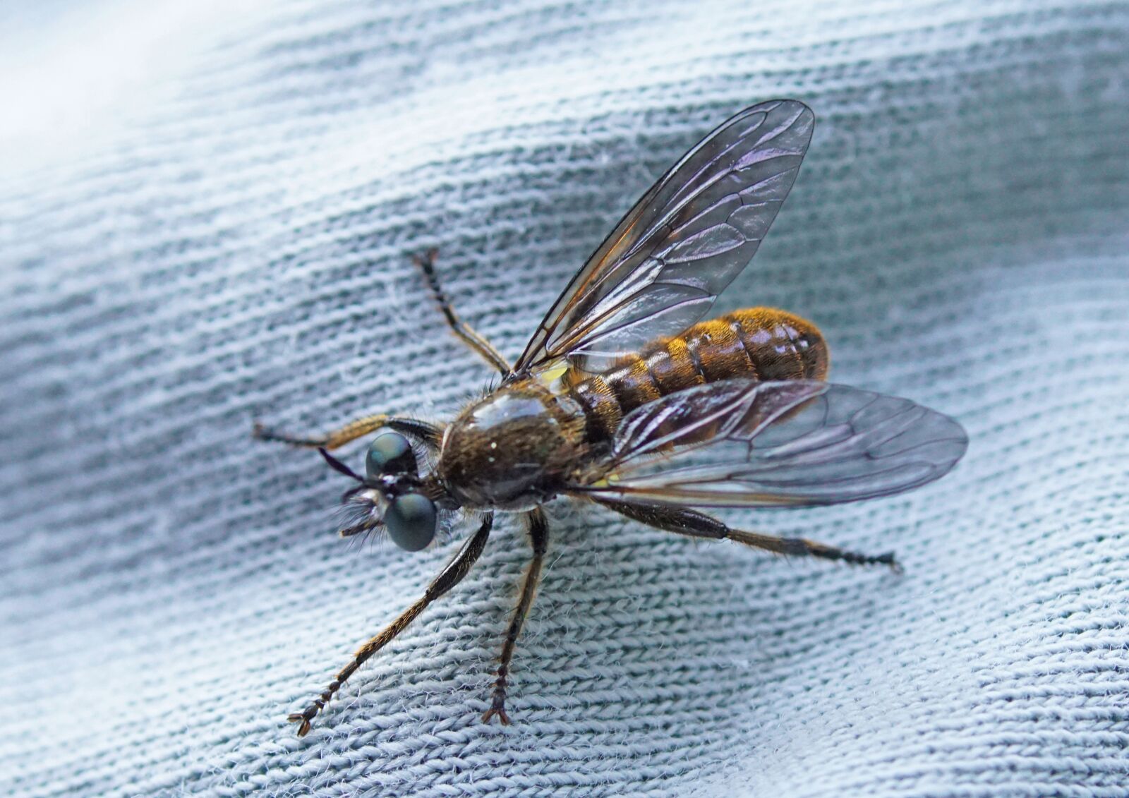 Tokina Firin 100mm F2.8 FE Macro sample photo. Nature, insect, beetle photography